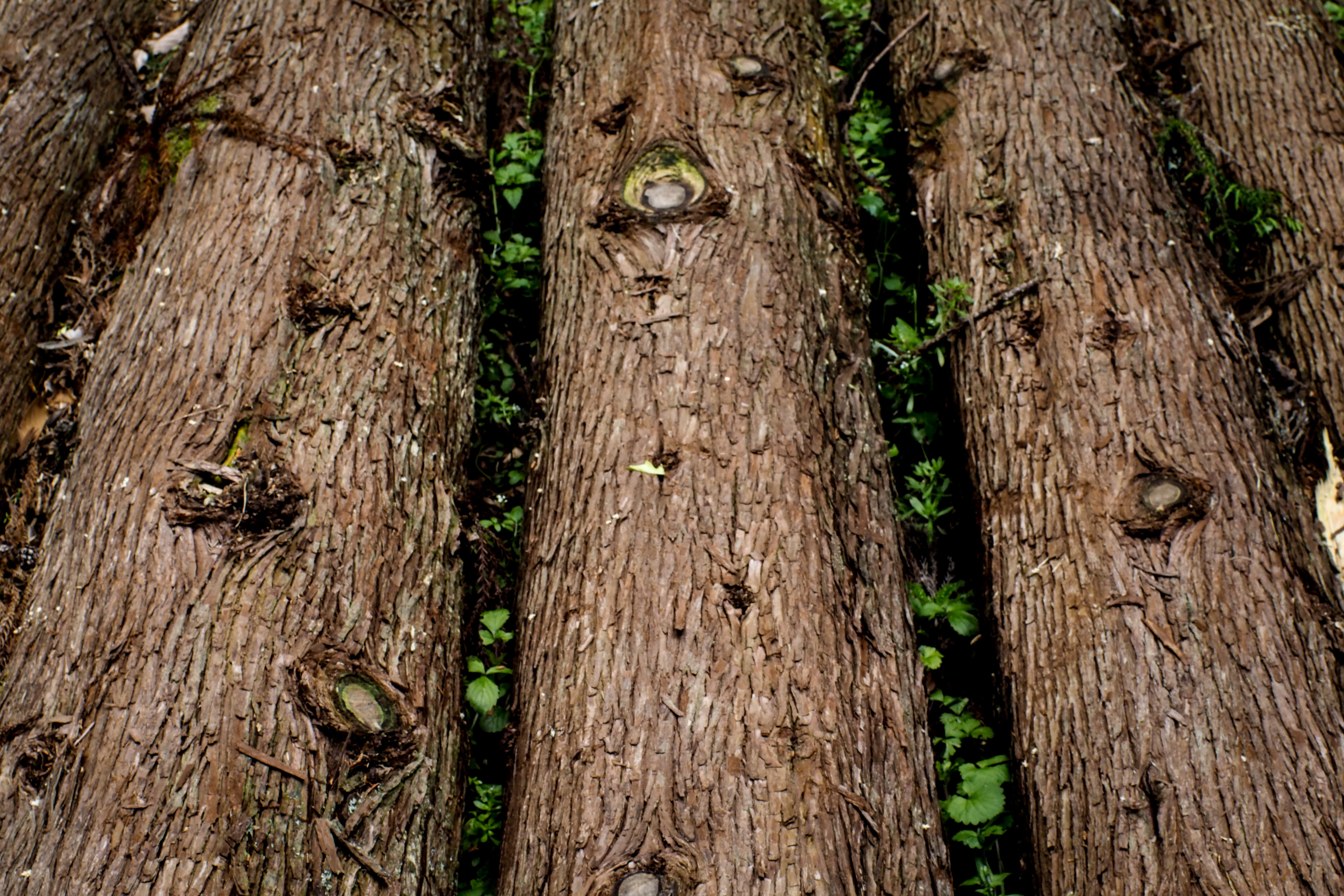 forest, leash, apparel, nature, land, botany, backgrounds, animal wildlife, full frame, handrail, clothing, close-up, bark, animal, animals in the wild, HD Wallpaper