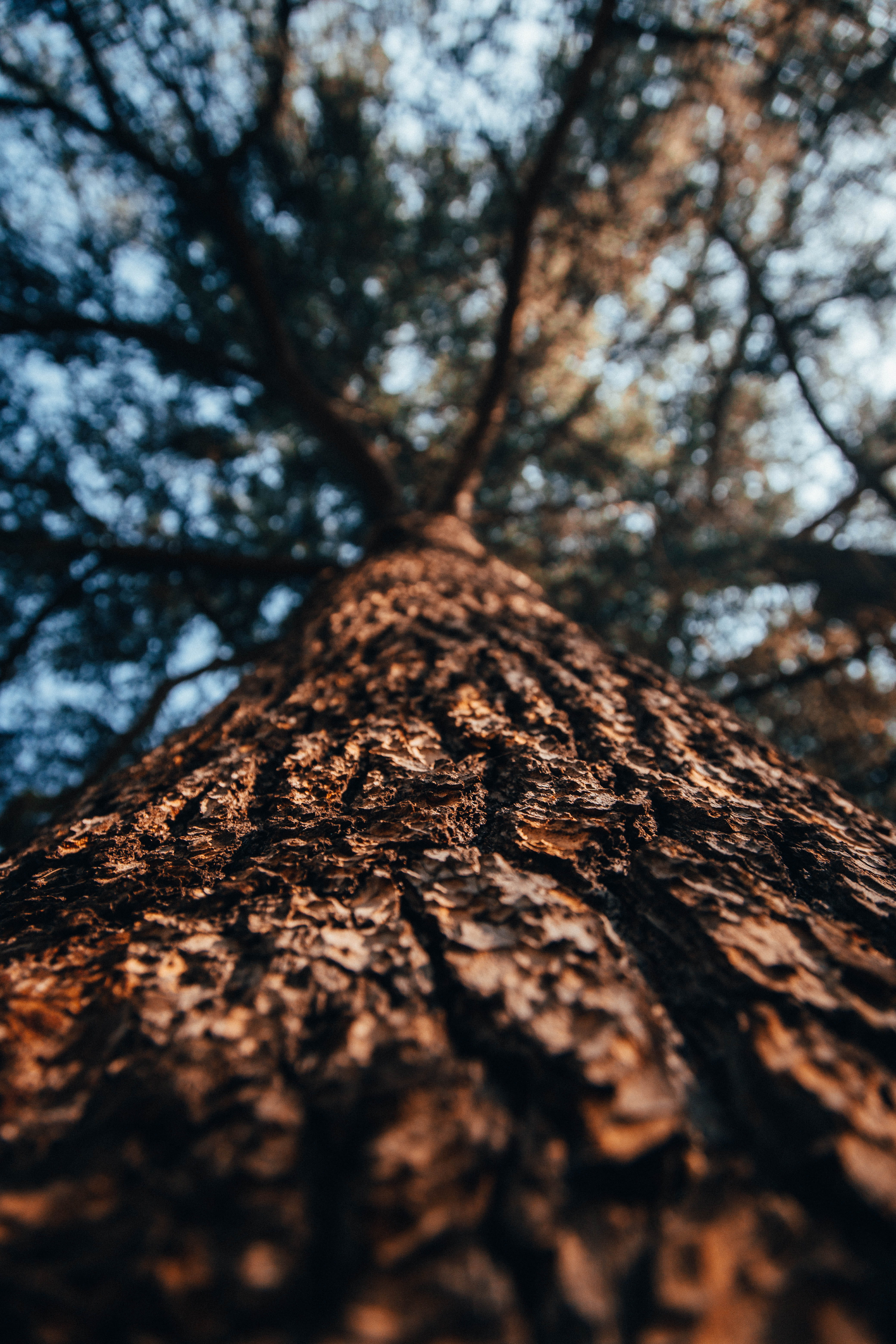 transportation, tree, 5K, pine, car, rough, oak, trunk, beauty in nature, tree canopy, handrail, daisies, abies, textured, close-up, day, coupe, branch, Phone HD Wallpaper