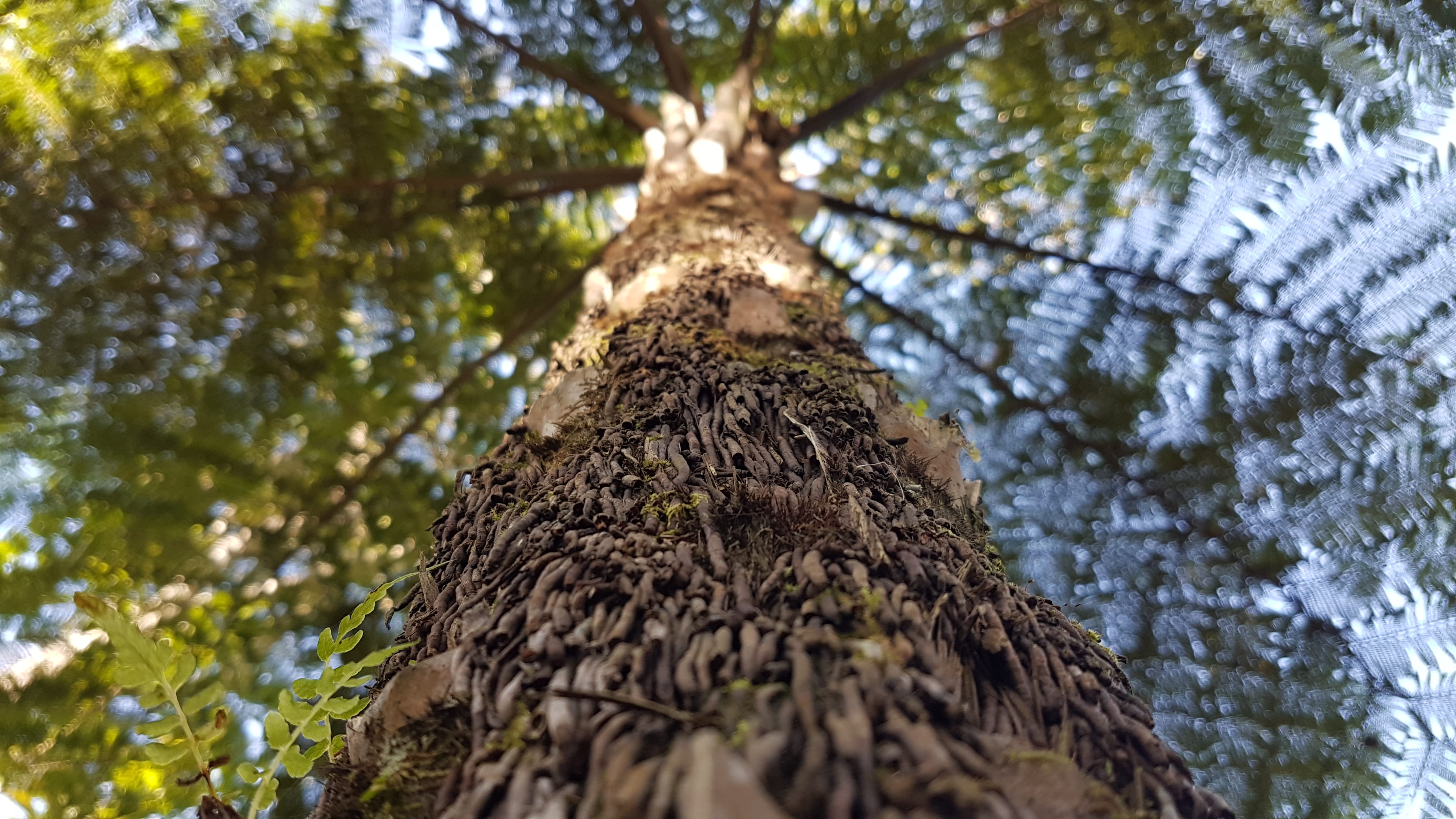 green, banister, coniferous tree, nature, roof rack, plant, outdoors, handrail, undershirt, tree trunk, low angle view, tranquility, leaves, root, 4K, HD Wallpaper