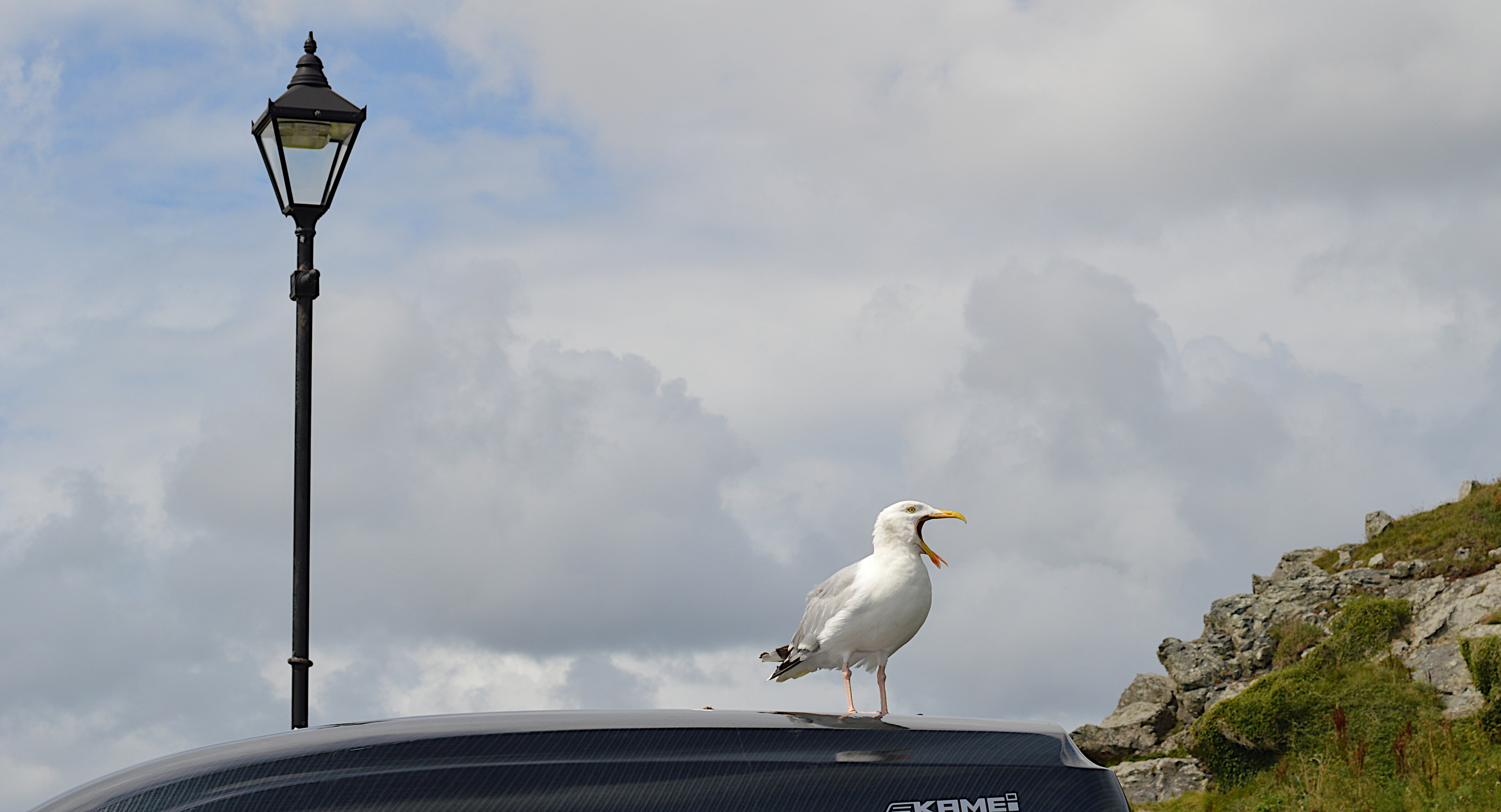 car, bird, seagull, vertebrate, trip, animal themes, adventure, luggage, box, no people, rack, street, animal, the island car park, street light, vacation, HD Wallpaper
