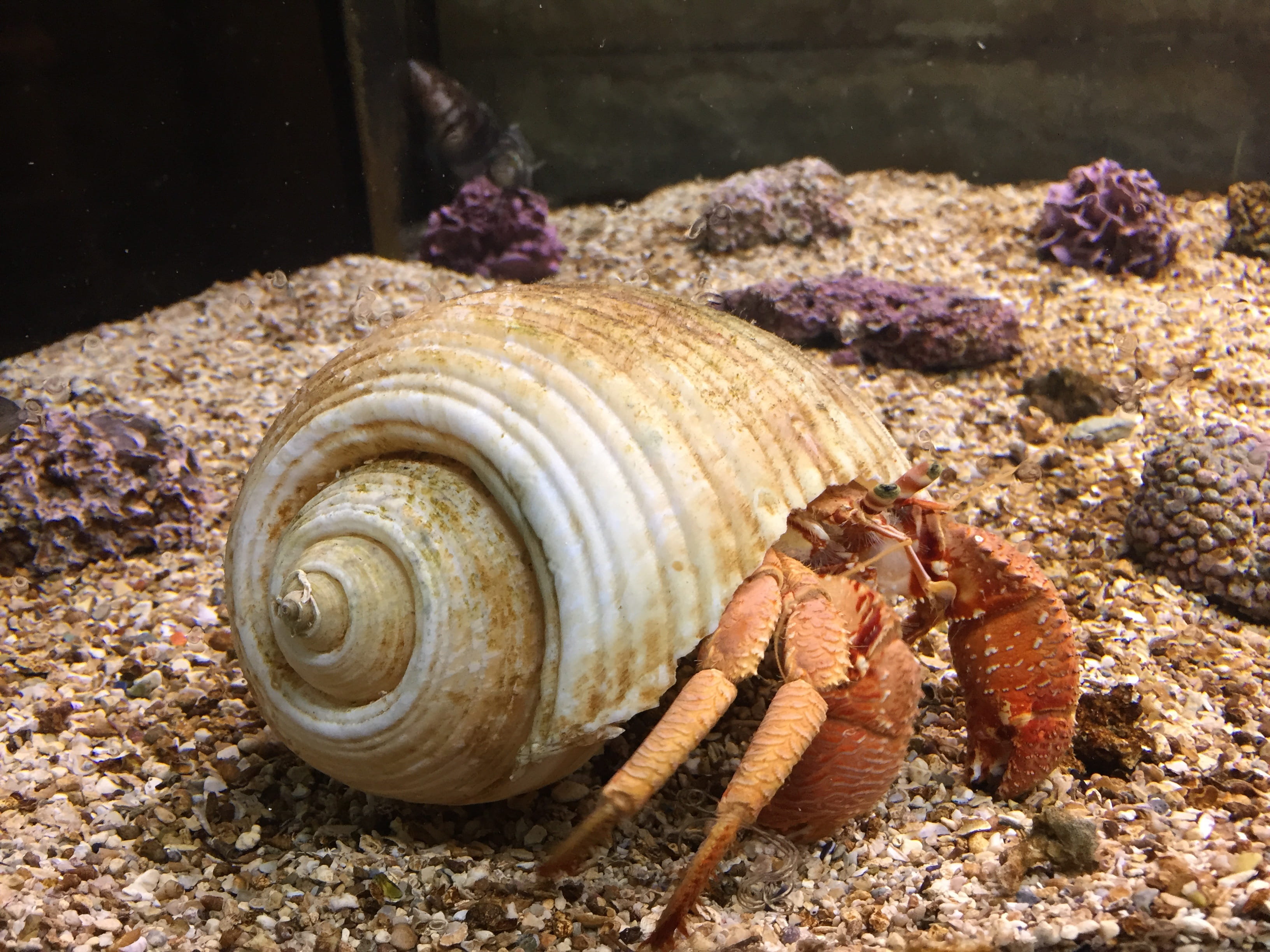 move, mollusk, simplicity, land, sea ​​animals, water animals, paguridae, no people, animal themes, 2K, aquarium, animal wildlife, animal shell, sea life, HD Wallpaper