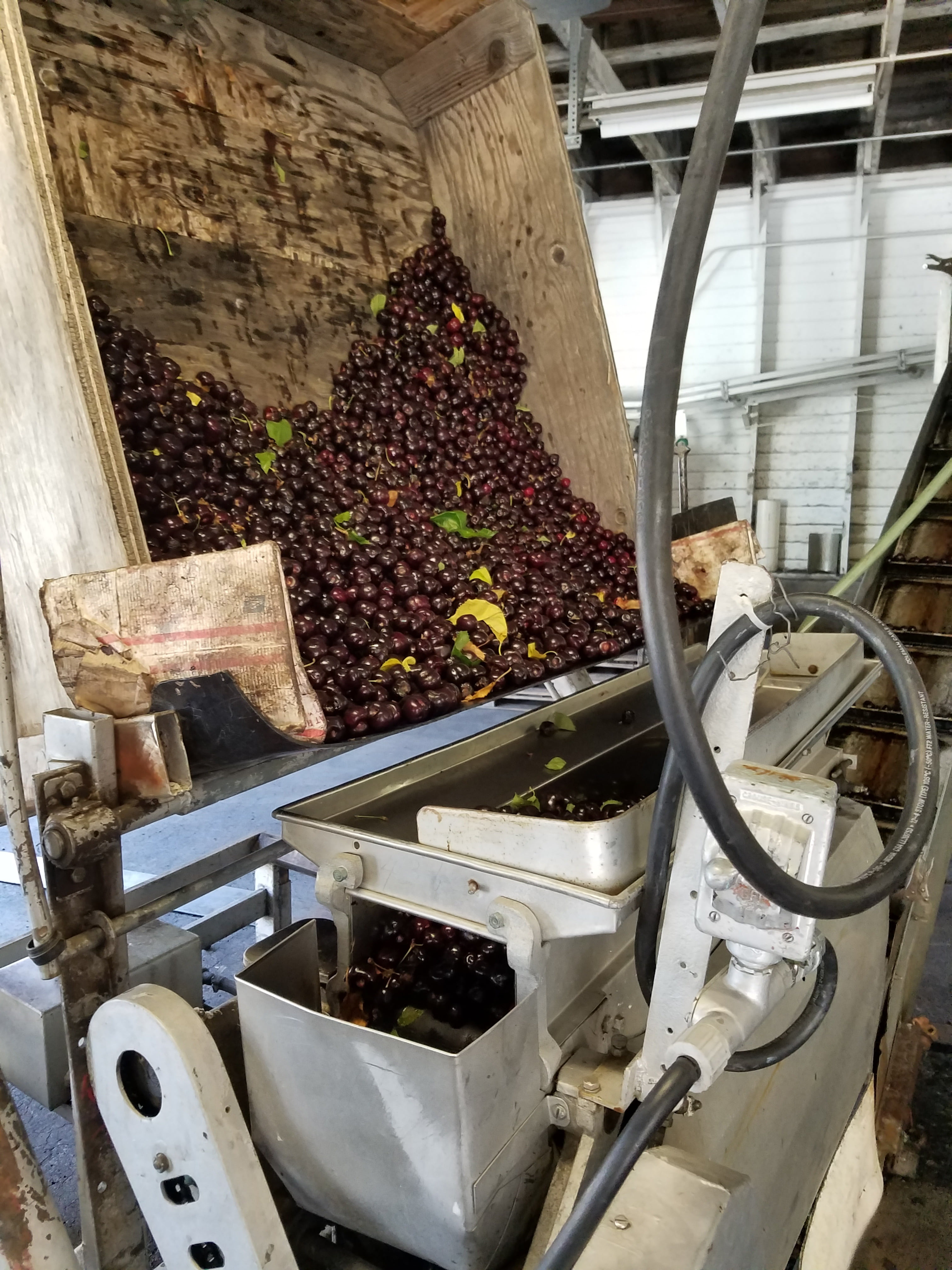 wellbeing, winemaking, cherry, healthy eating, processing, high angle view, sweet, day, large group of objects, 4K, tasty, tree, industry, gallon, container, Phone HD Wallpaper
