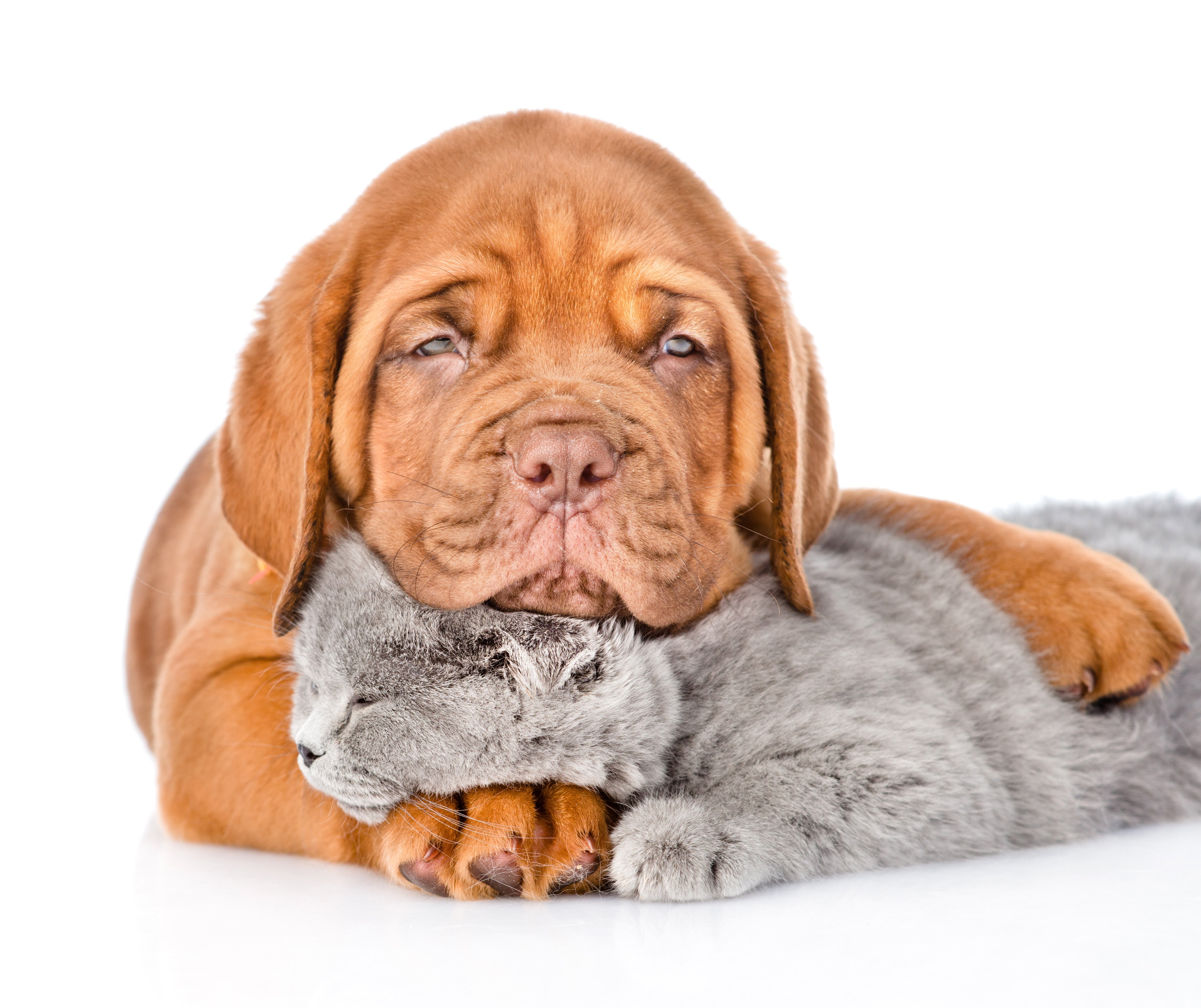 domestic animals, domestic, animal head, puppy, Dogue, sleep, cute, mammal, 4K, purebred dog, cat, canine, animal, Bordeaux, pets, white background, Kitten, HD Wallpaper
