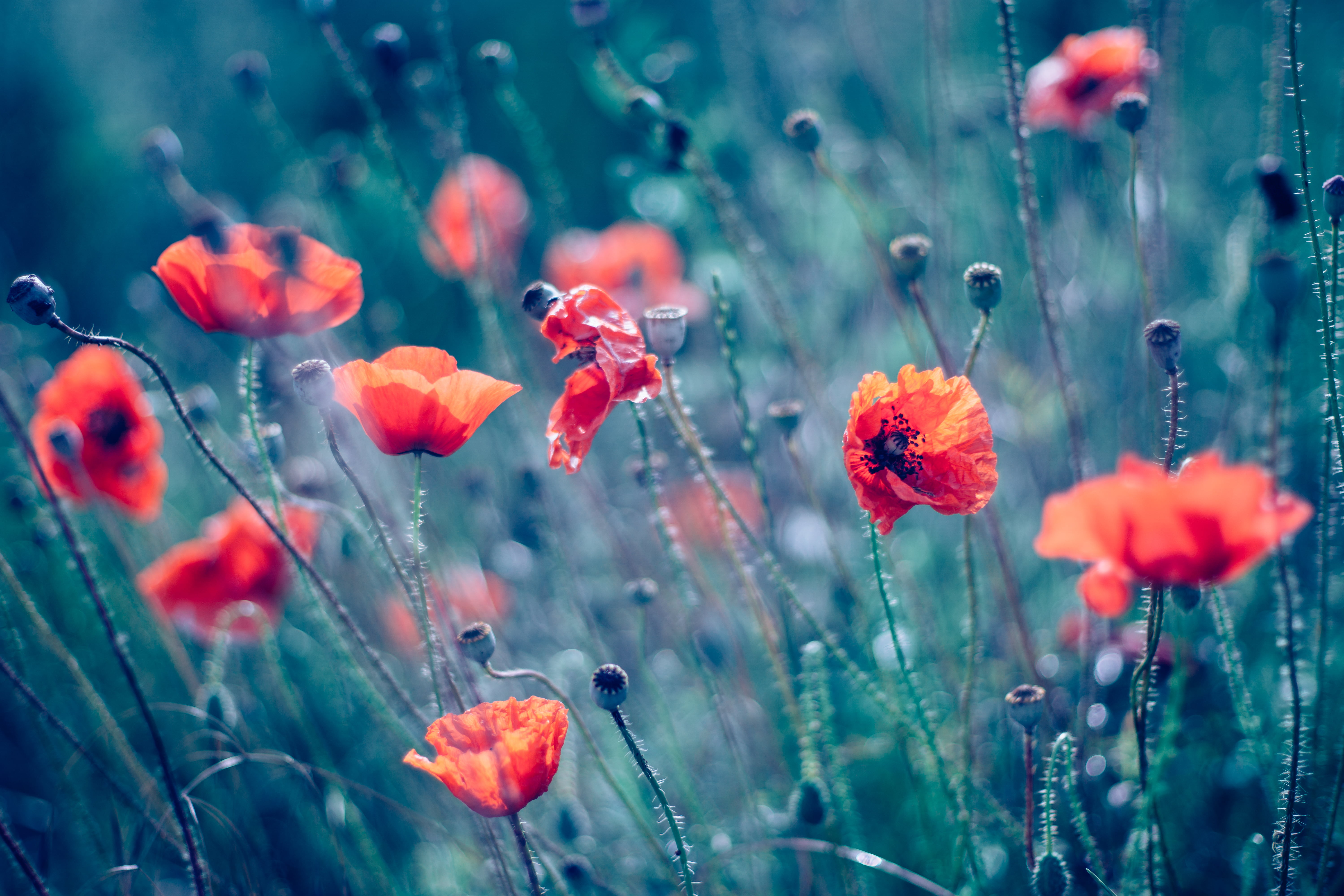 summer, outdoors, flowers, flower, plant, grass, bokeh, meadow, 5K, wildflower, poppy, beauty In Nature, nature, canon, springtime, fd, Poppy flowers, HD Wallpaper