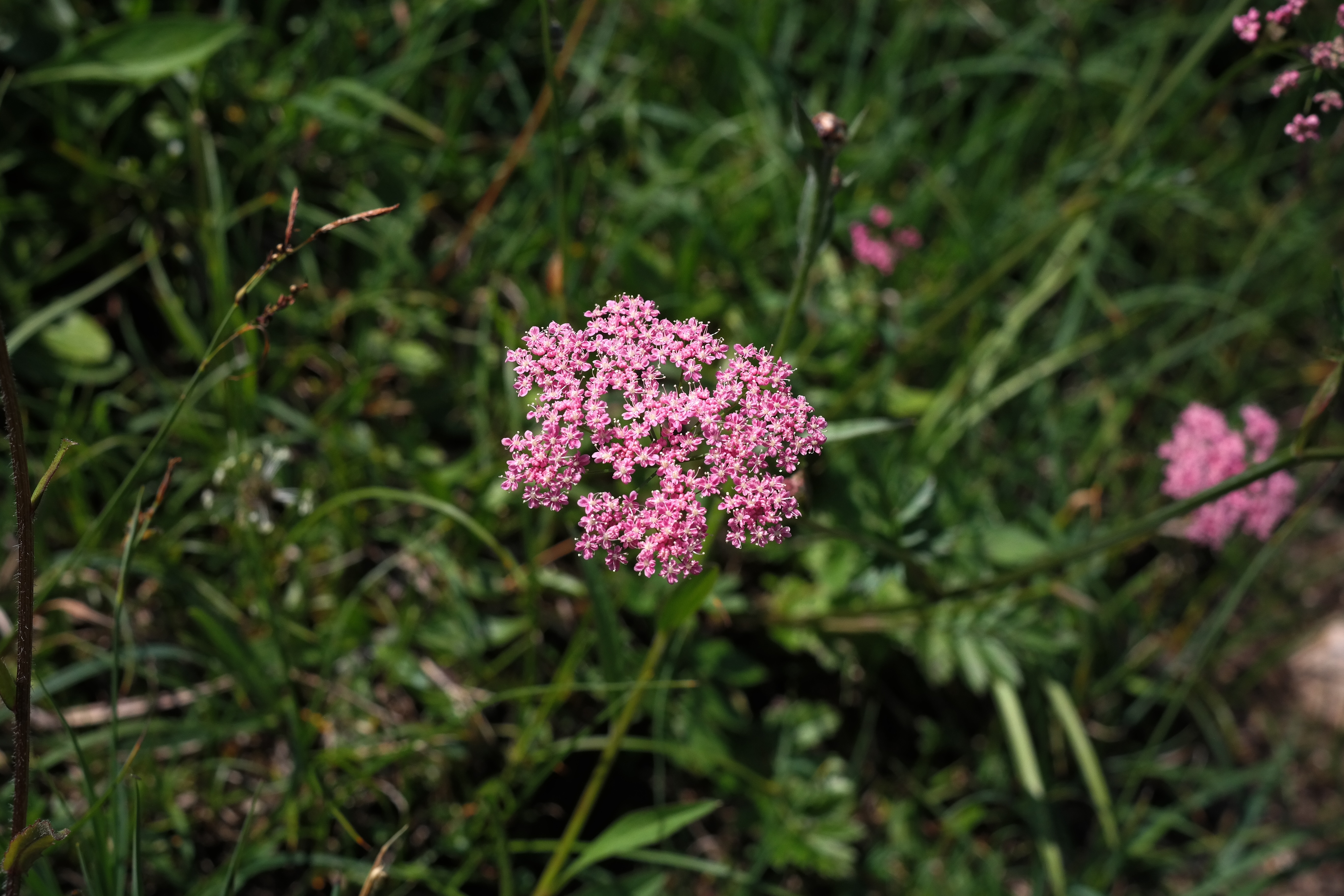 garwe, medicinal plant, plant, wuntkrut, jude herb, gruettblom, flowering plant, milfoil, sheep rib, gransine, wild bienenpfeffer, kervele, white reinfert, HD Wallpaper