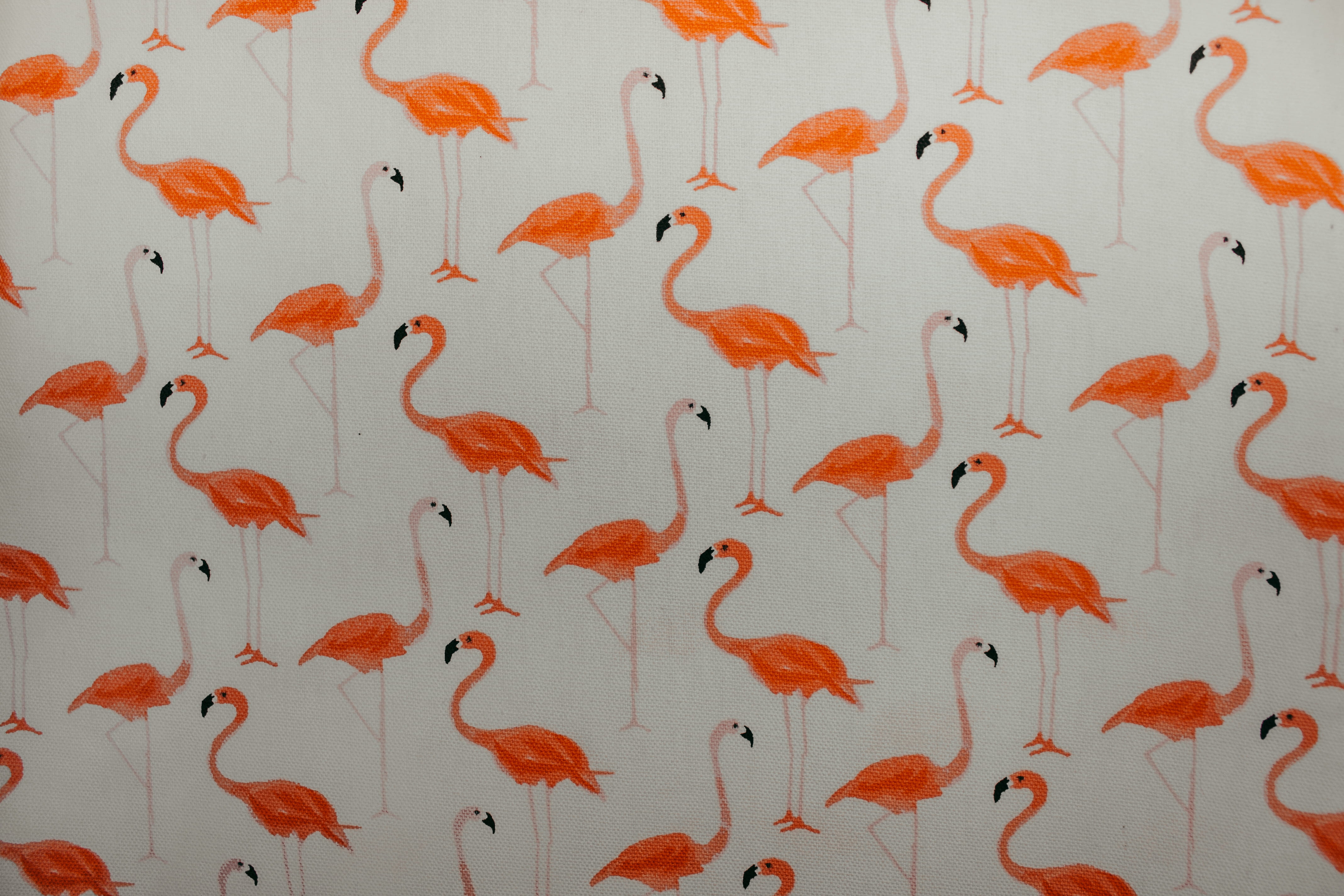 bright, studio shot, architecture, 4K, decal, no people, pattern, full frame, flamingo, wall - building feature, paper, flamingos, white color, HD Wallpaper
