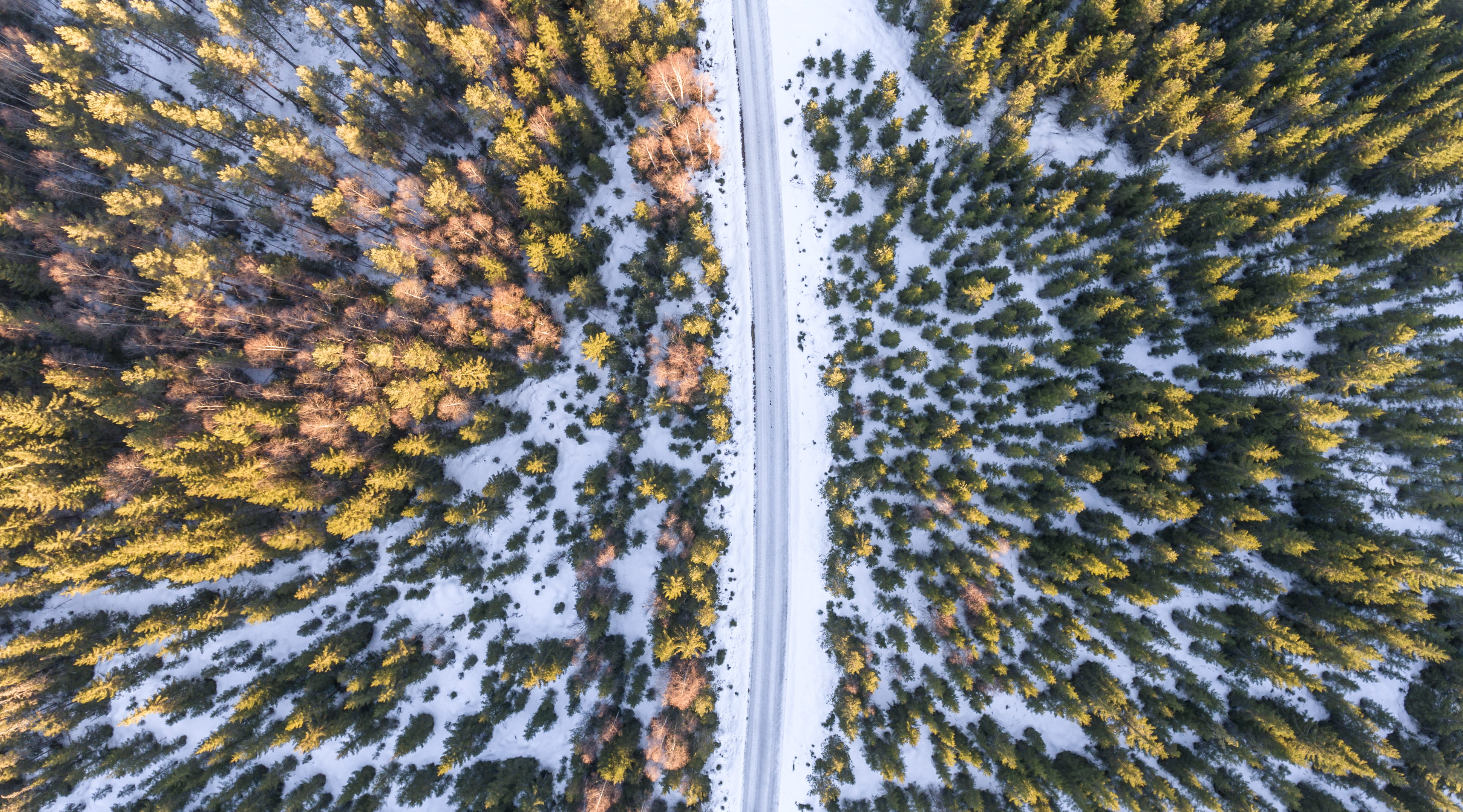 pattern, forest, orange, day, tree, colorful tree, winter, outdoors, road, drone view, beside, green, yellow, cold temperature, growth, full frame, snow, HD Wallpaper