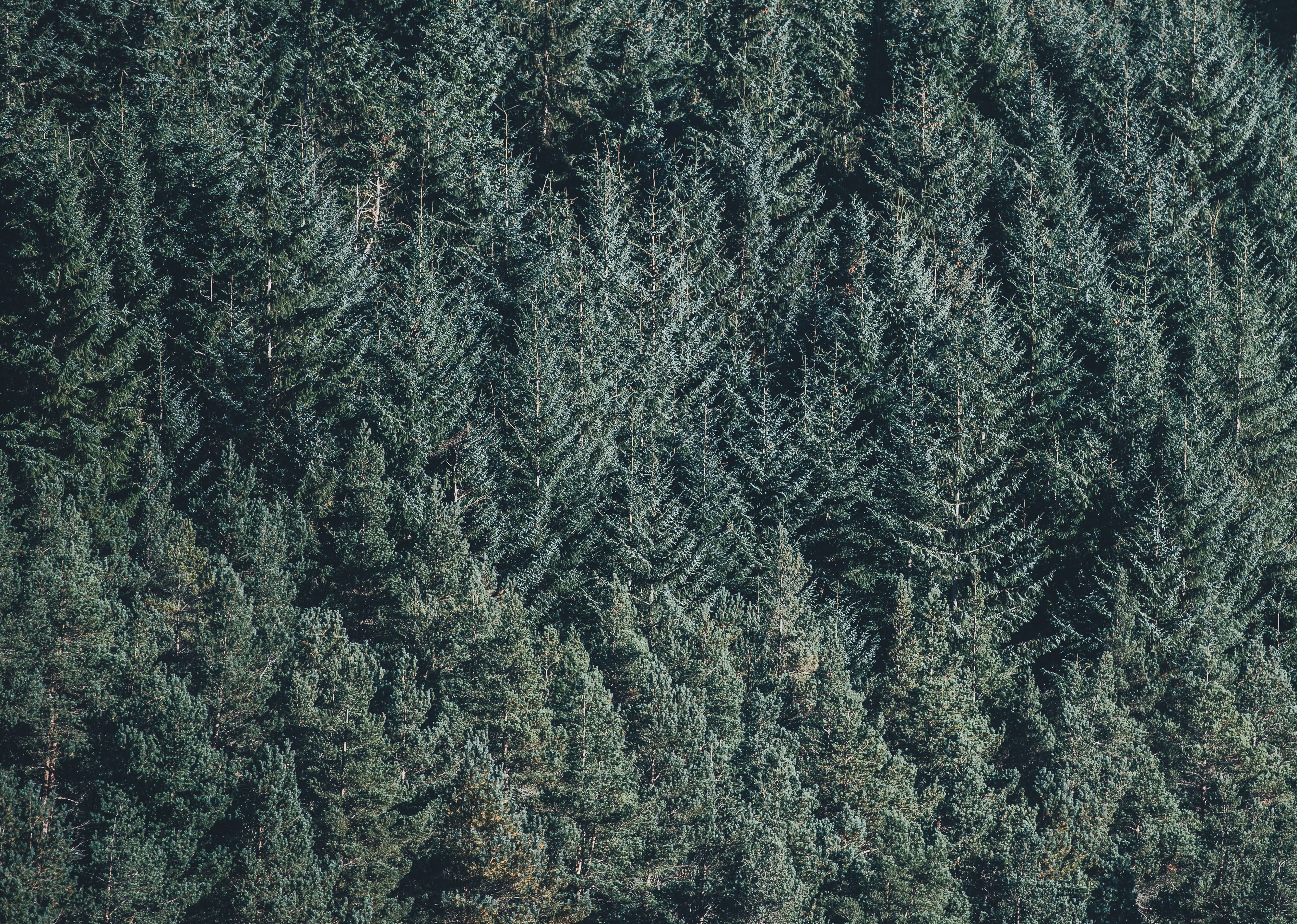 clothing, 4K, high angle view, beauty in nature, coniferous tree, outdoors, pines, trees, wool, pattern, gray, green, wood, backgrounds, no people, textile, HD Wallpaper