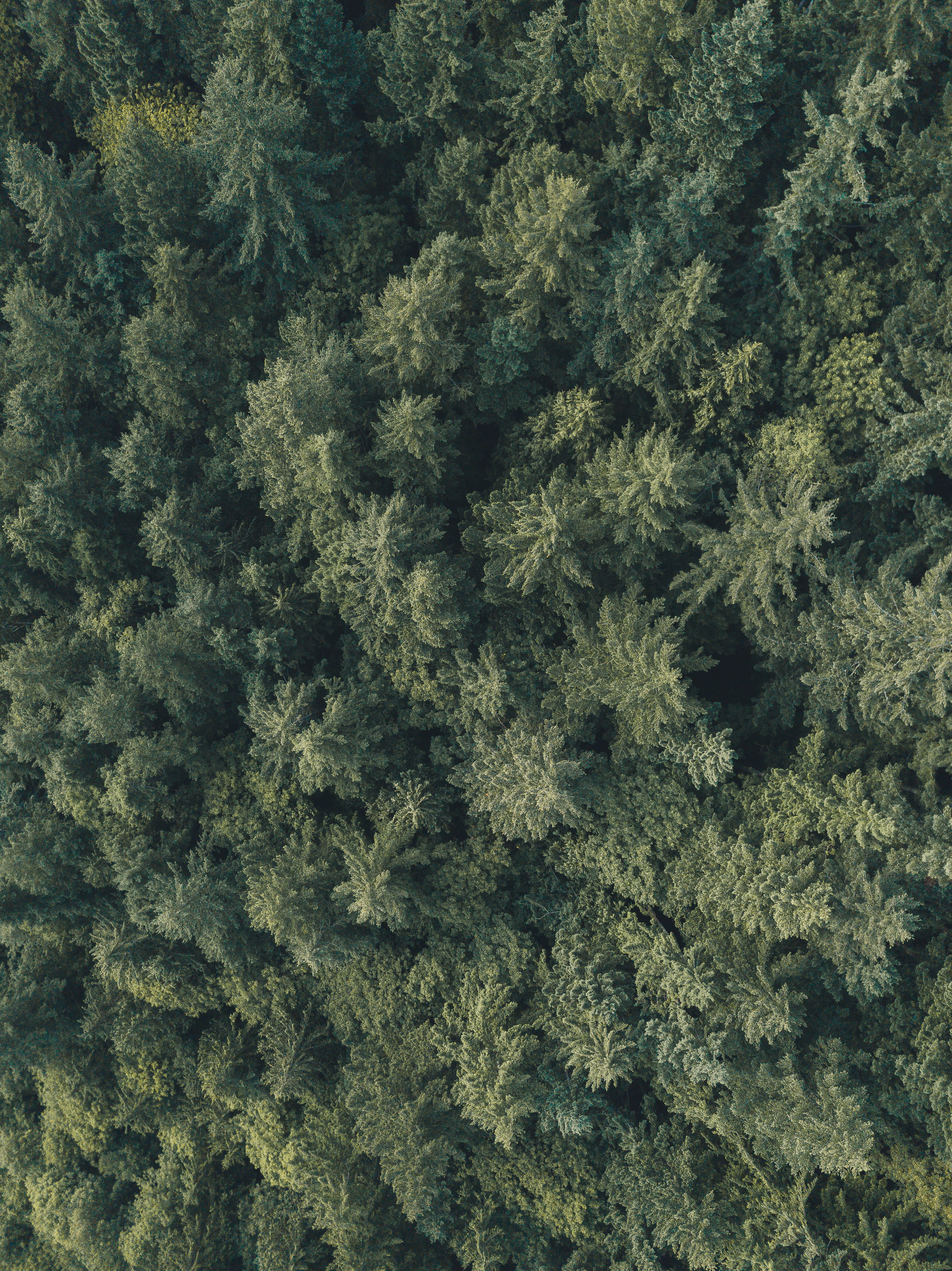 vancouver, coniferous Tree, fir Tree, scenics, camp, lush Foliage, backgrounds, environment, flight, drone view, aerial, plane, nature, plant, pine Tree, Phone HD Wallpaper