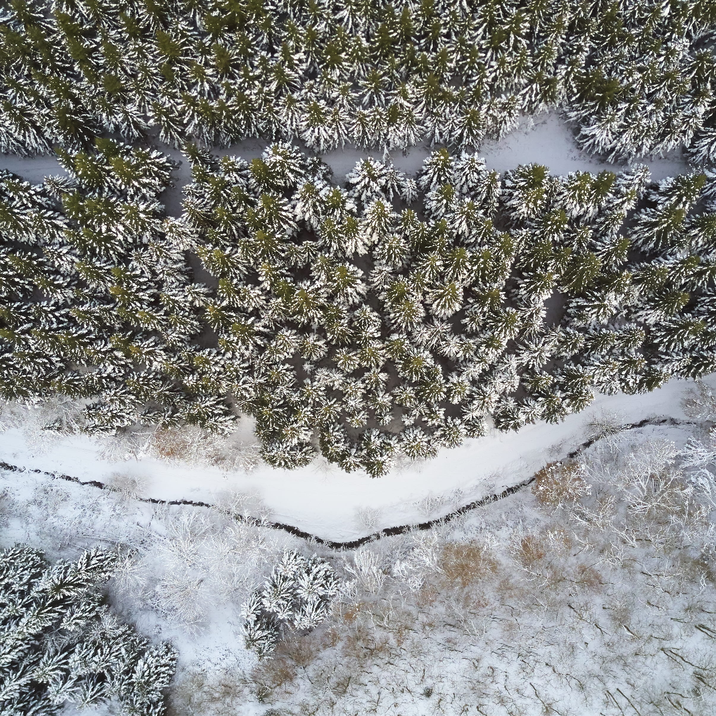 aerial, snowing, coniferous tree, trees, winter, day, beauty in nature, cold temperature, blizzard, leaf, tree, pine, landscape, forest, tranquility, land, Phone HD Wallpaper