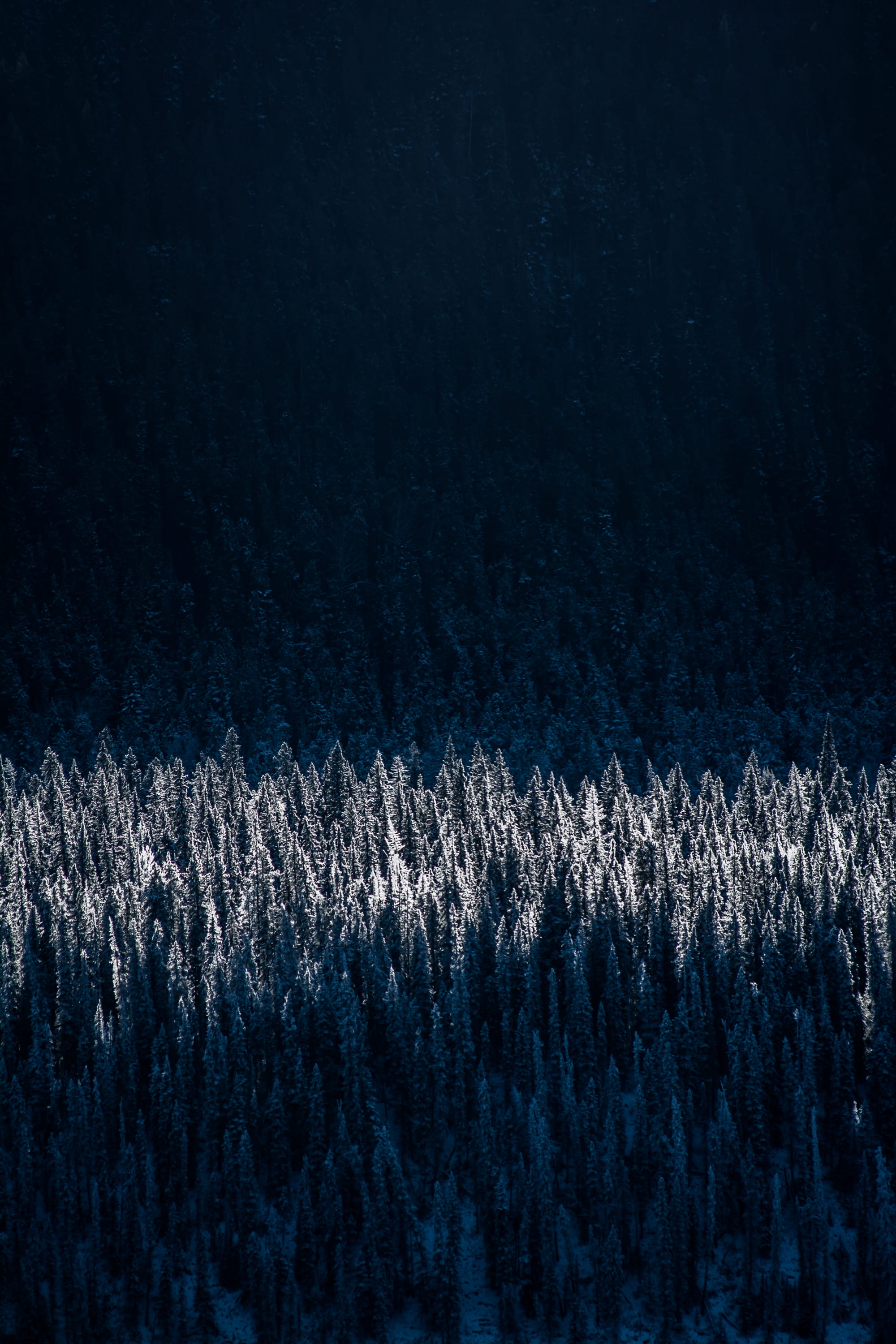 cold - Temperature, aerial, photography, tree, blue, black color, ice, trees, white color, pine, frost, photo, indoors, textile, green, close-up, no People, Phone HD Wallpaper