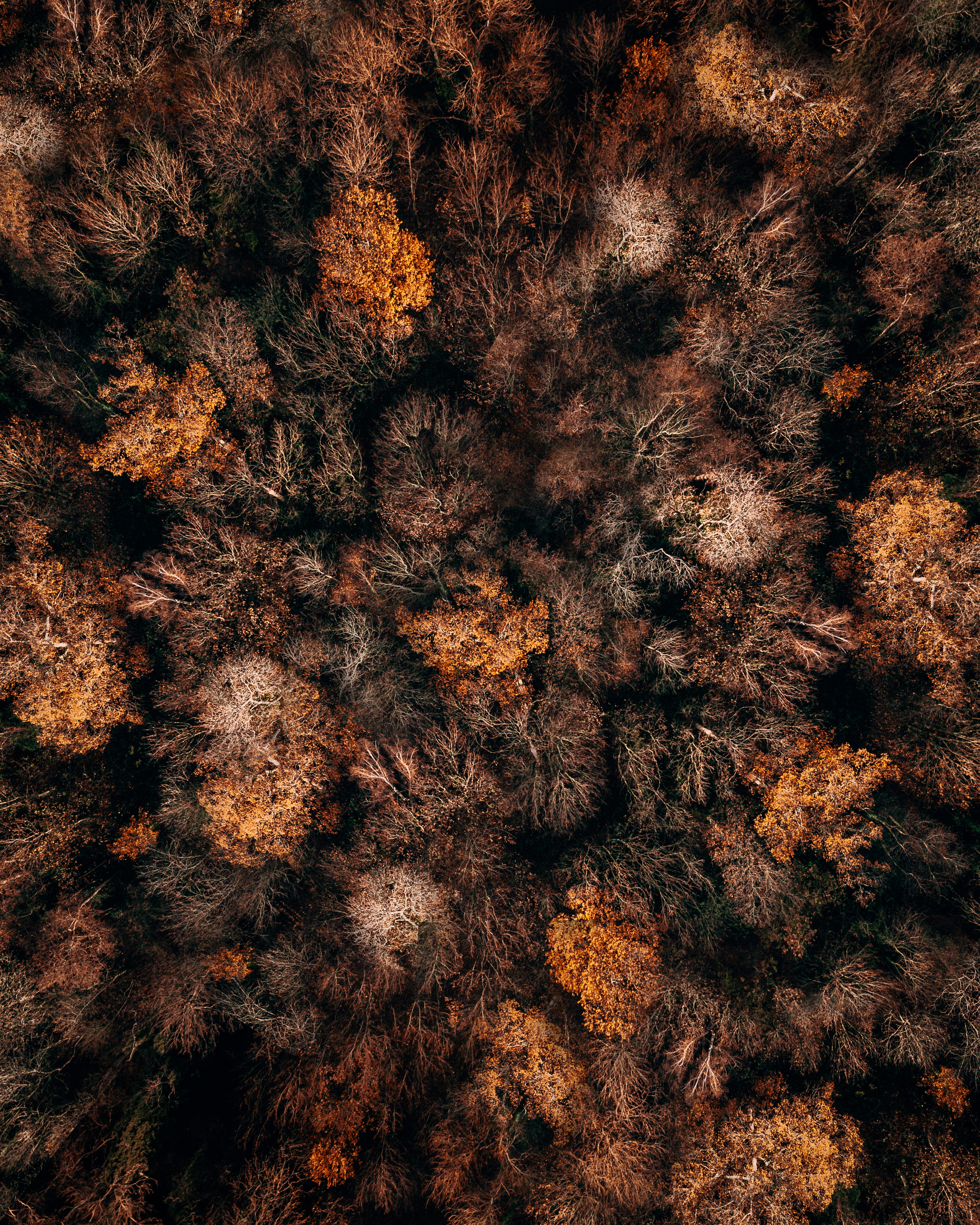 autumnal, beauty in nature, close-up, fall, brown, growth, plant, no people, background, pattern, autumn, full frame, outdoors, season, orange, nature, Phone HD Wallpaper