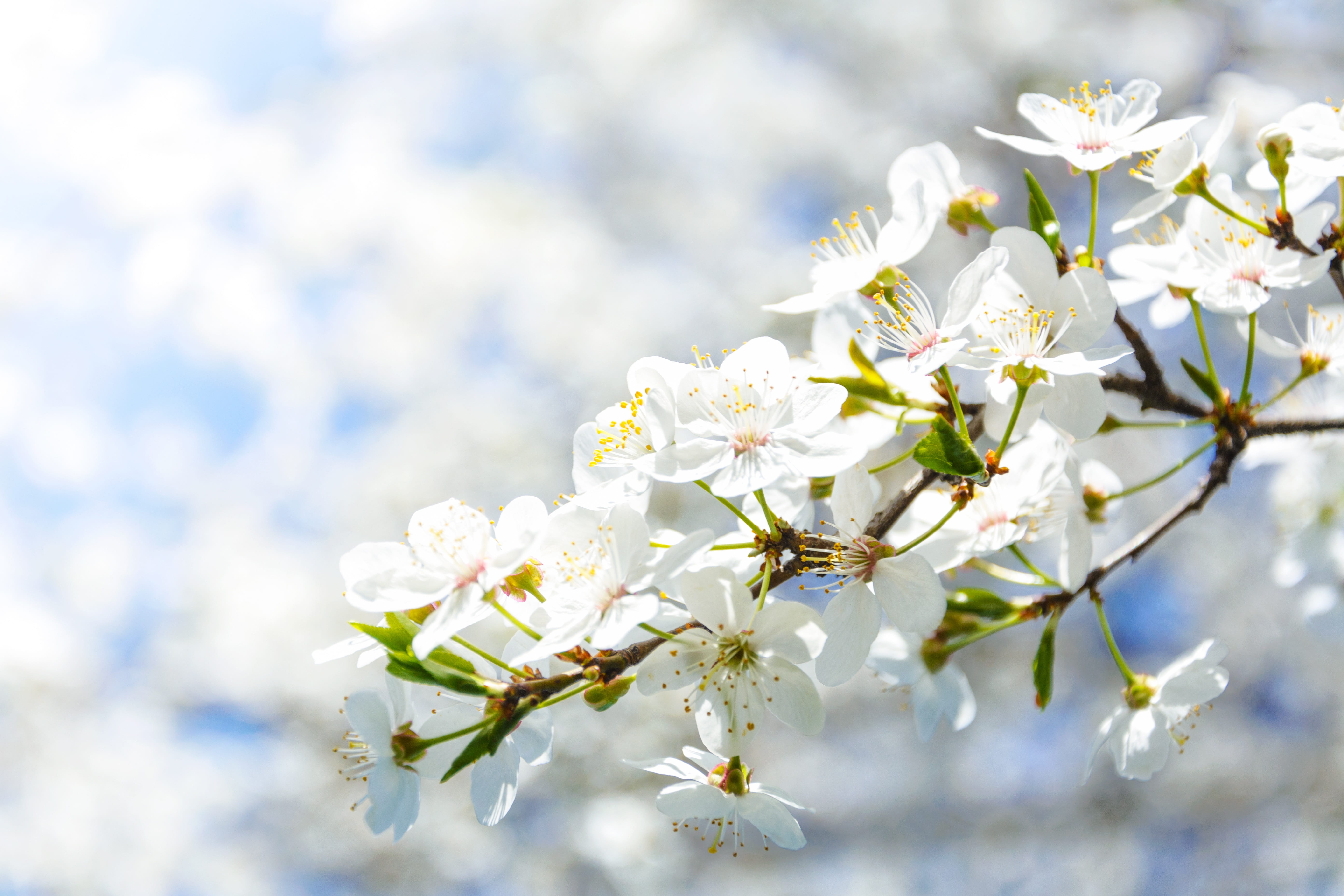 the cultivation of, day, beauty in nature, close-up, cherry, at the court of, cherry tree, twig, spring, flowers, flowering plant, petaled, fruit, softness, HD Wallpaper