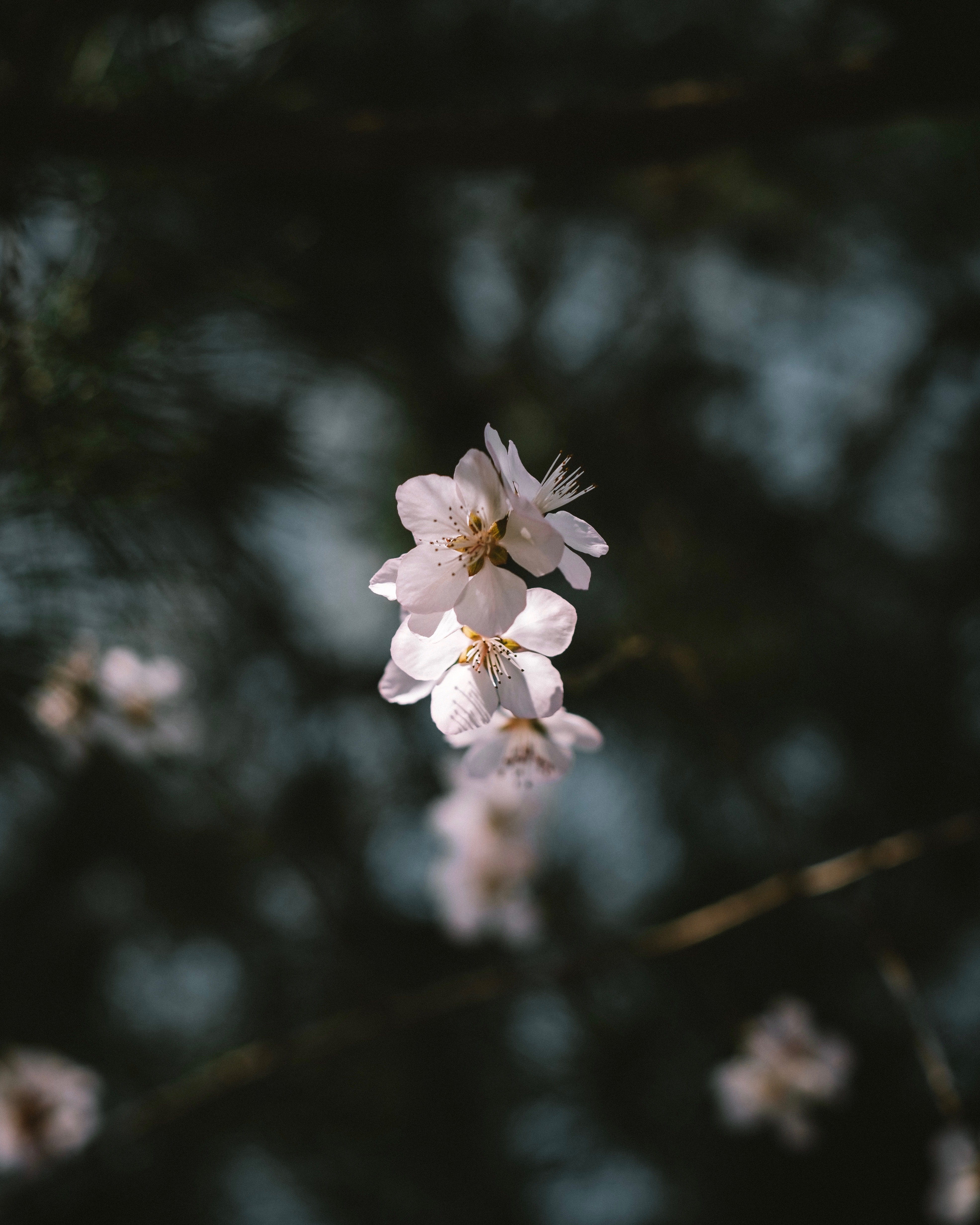 freshness, bloom, cherry tree, focus on foreground, springtime, nature, flower head, blossom, growth, white, background, dark, light, pollen, spring, beauty in nature, Phone HD Wallpaper