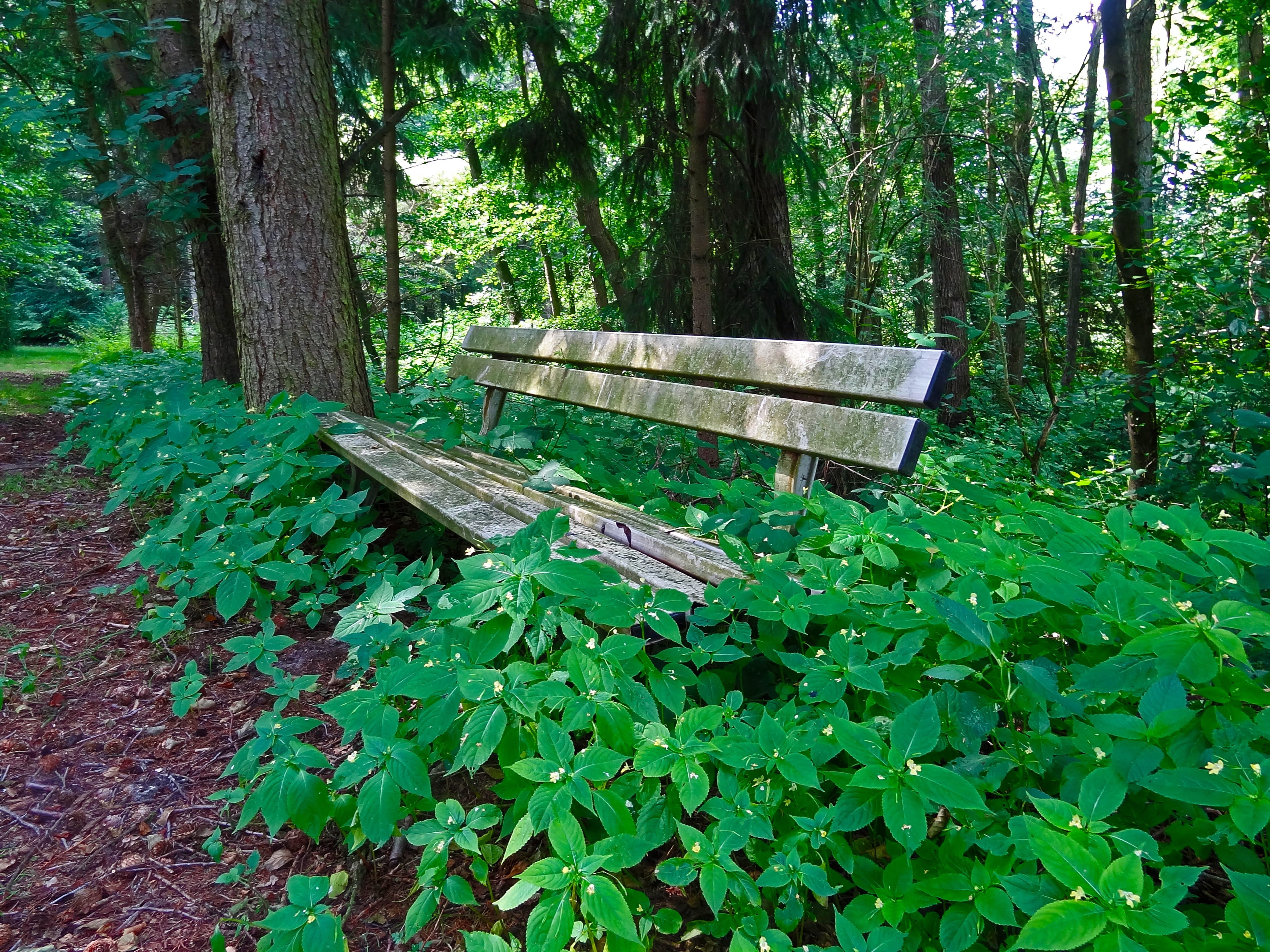 bench, wood - material, holidays, brown, tranquility, 2K, Bank, beside, plant, no people, outdoors, plants, trunk, plant part, day, land, coniferous forest, HD Wallpaper