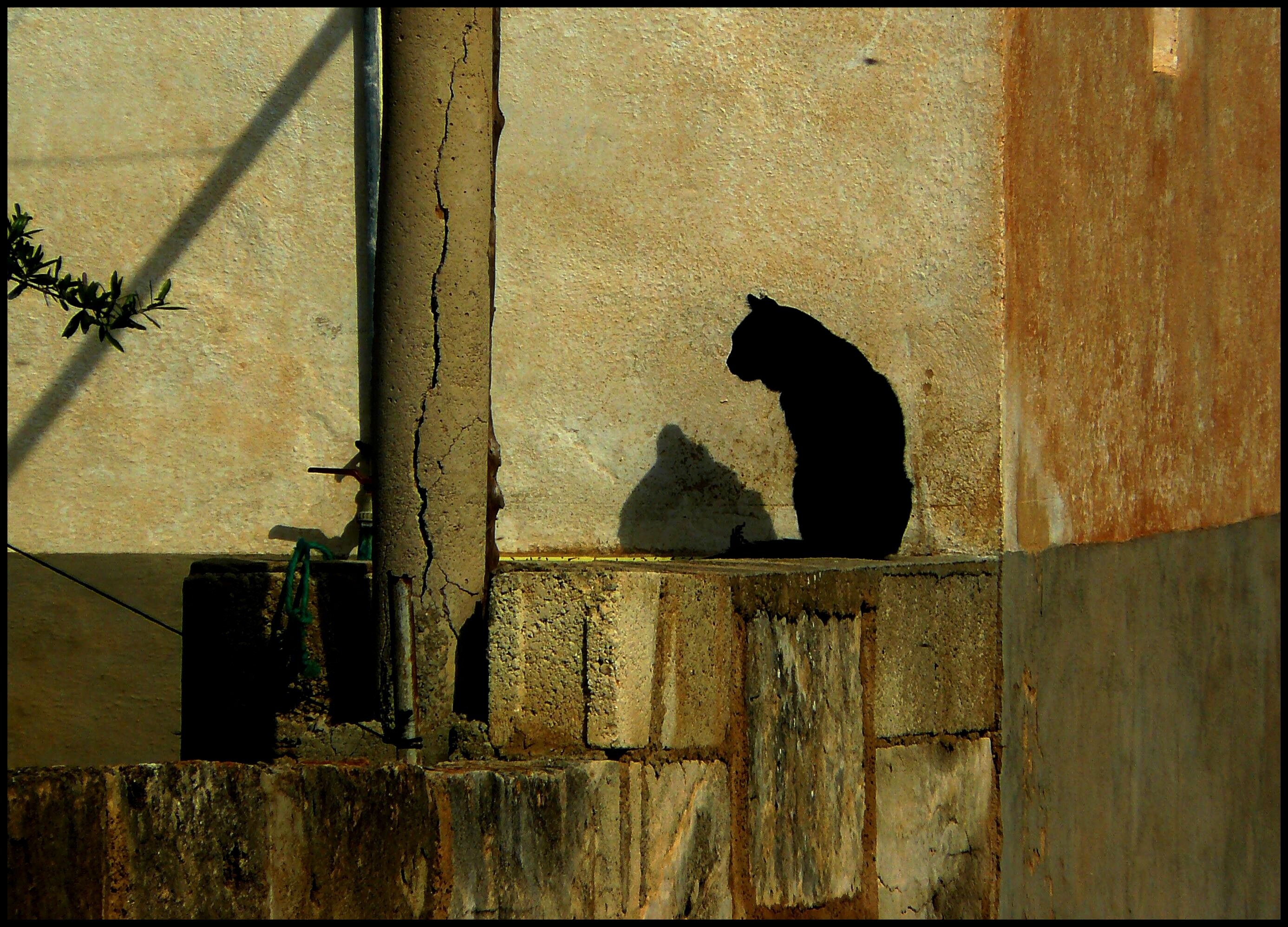 shadow, lapsed, feline, animal, mast, cat, day, nature, built structure, still life, summer, black, domestic animals, south, mallorca, wall, lichtspiel, HD Wallpaper