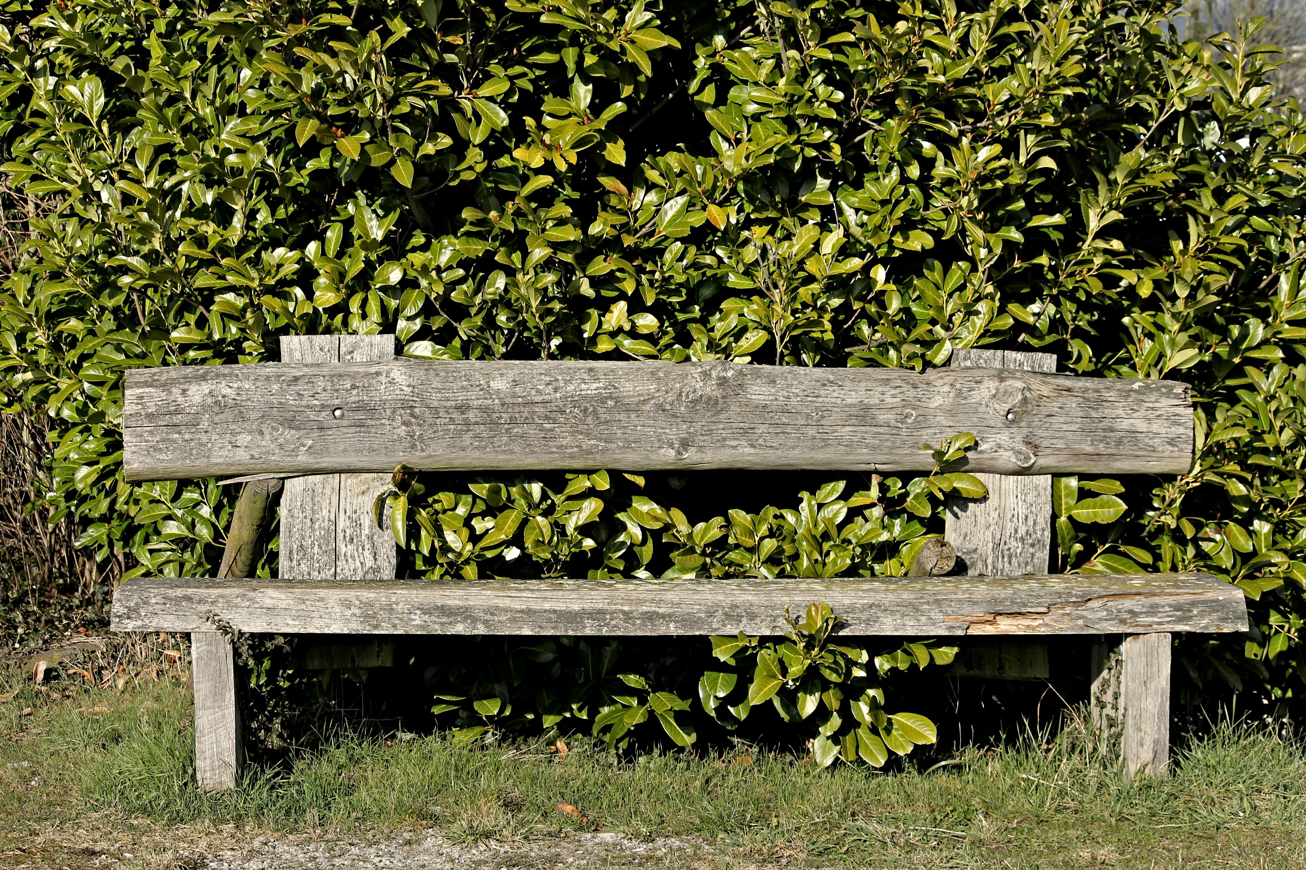 park, green, wood - material, resting place, growth, wood, relax, seat, silent, rest, empty, field, tranquility base, out, plant part, idyllic, park - man made space, HD Wallpaper