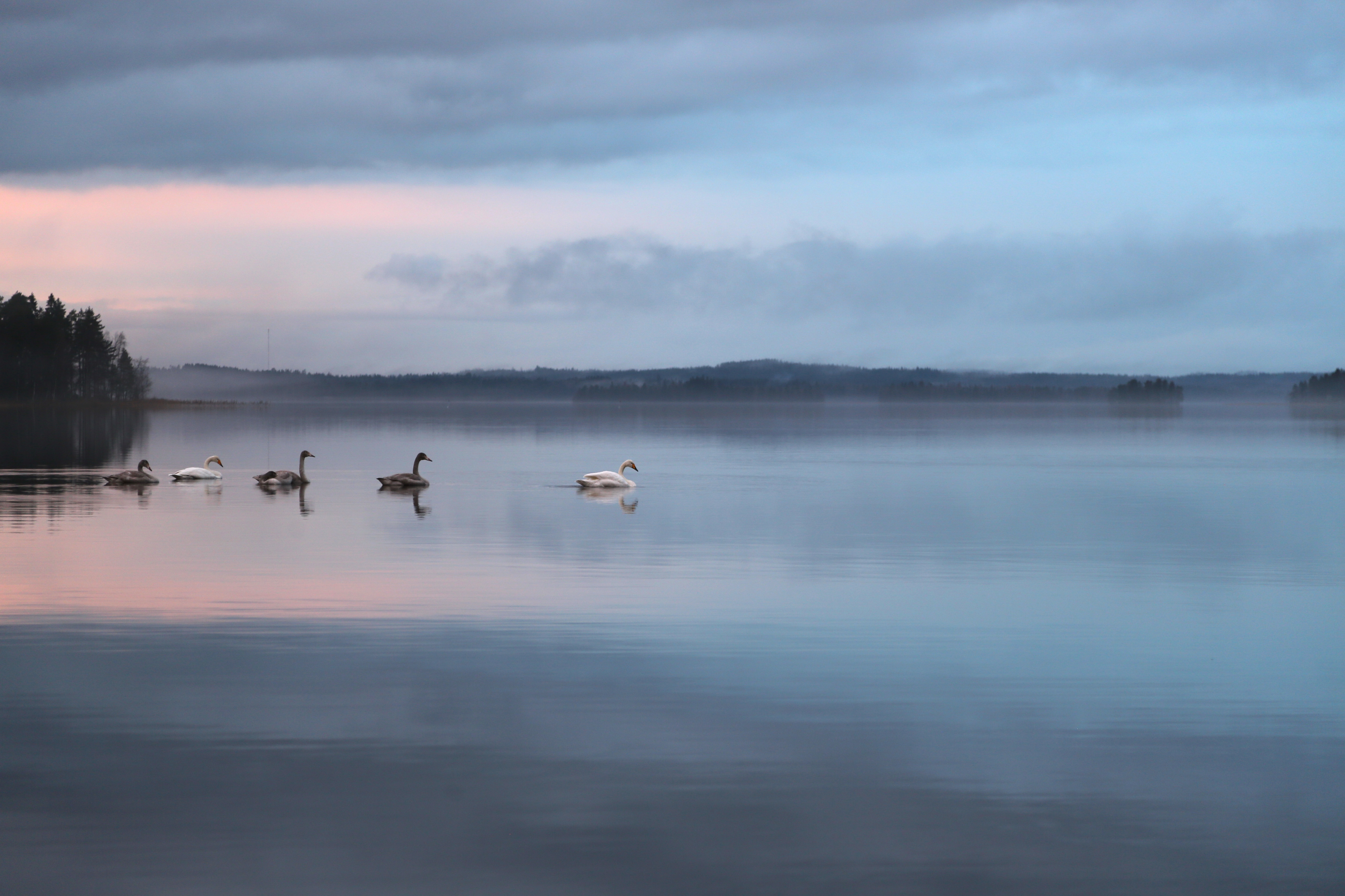 tree, november, reflection, silence, idyllic, cloud - sky, countryside, geese, nature, beach cottage, clouds, happiness, peace, animal, day, waterfront, HD Wallpaper