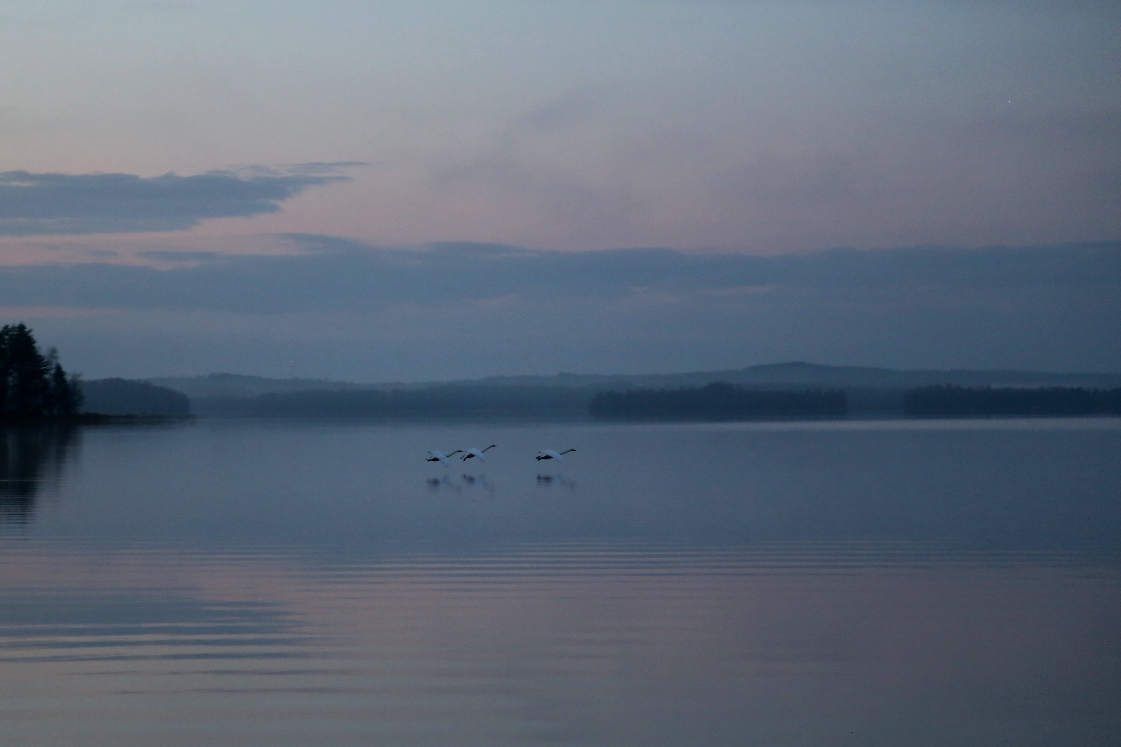 in the evening, dark, november, group of animals, tranquility, asikkala, lake, summer house, flight, water, unreal, animal themes, animals in the wild, HD Wallpaper