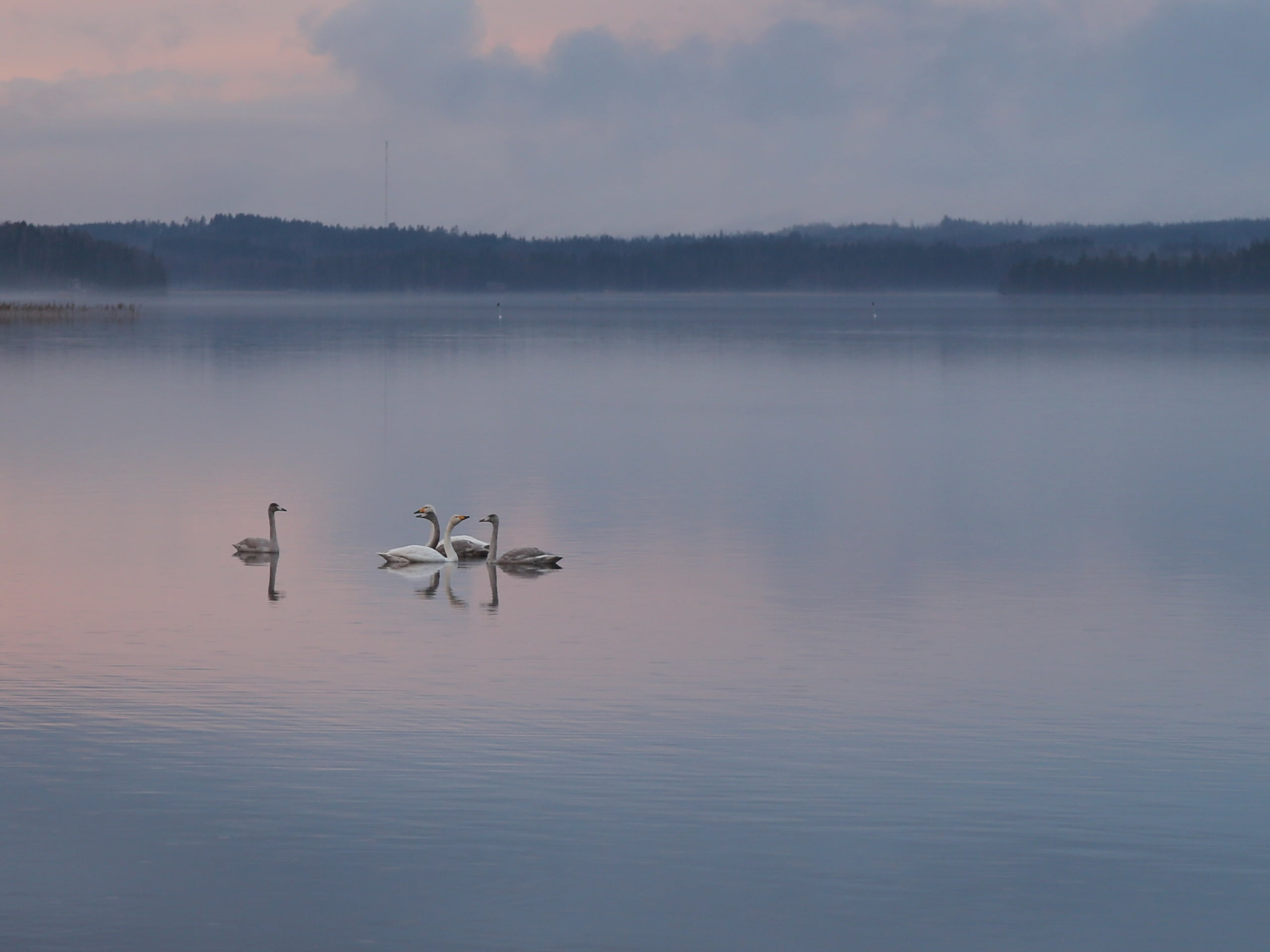 no people, 2K, autumn, animal, tranquility, scenics - nature, landscape, evening, day, scenic, beauty in nature, vertebrate, silence, finnish, nature, HD Wallpaper