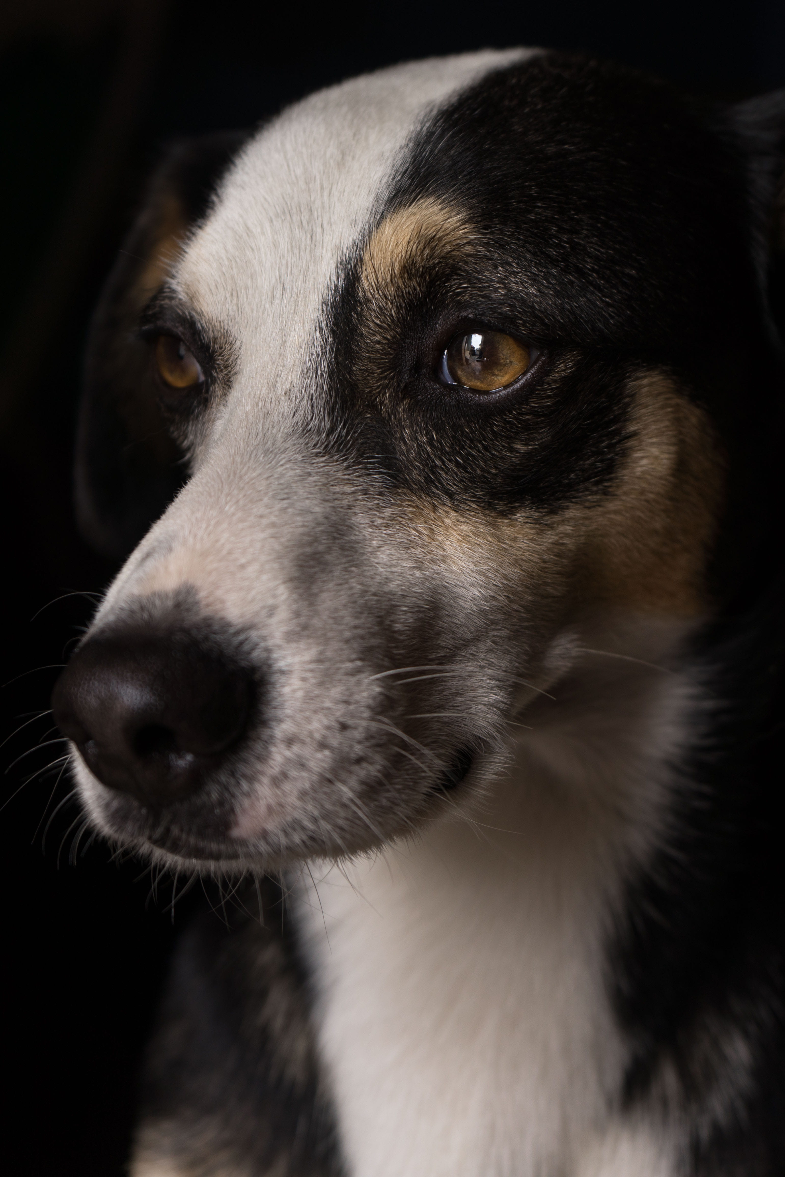whisker, appenzeller, black background, looking, small, domestic, hound, light, husky, one animal, chihuahua - dog, 4K, animal body part, indoors, animal head, Phone HD Wallpaper