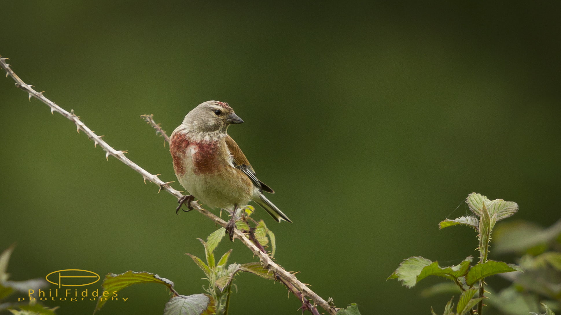 branch, focus, selective focus, 7D, Linnet, Sussex, photography, throated, nature, beak, standing, 1080P, bird, brown, wildlife, selective, Canon, daytime, HD Wallpaper