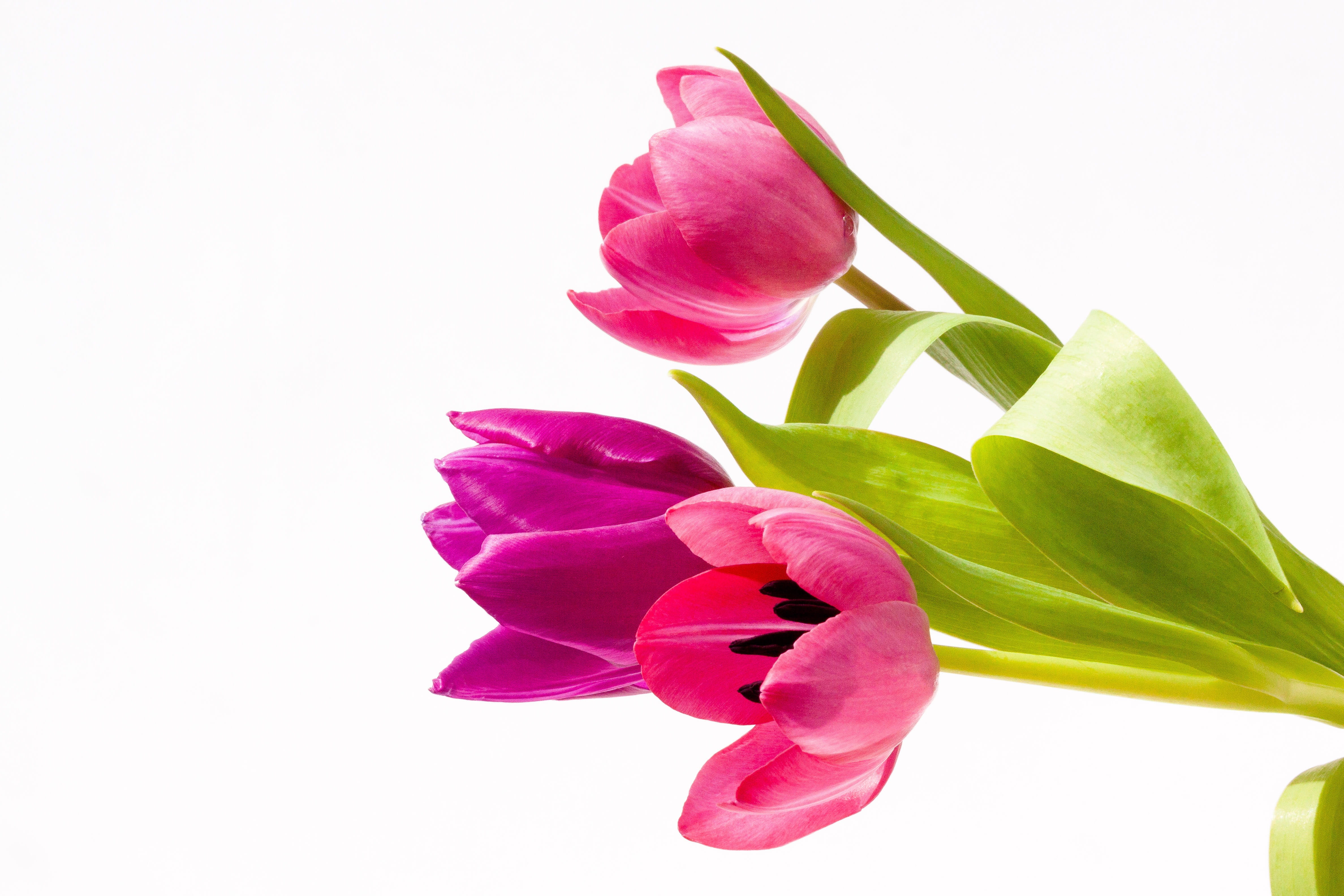 softness, schnittblume, violet, no people, three, red, flowers, fragility, flower, flora, petaled, 4K, spring, lily, screenshot, beauty in nature, copy space, HD Wallpaper