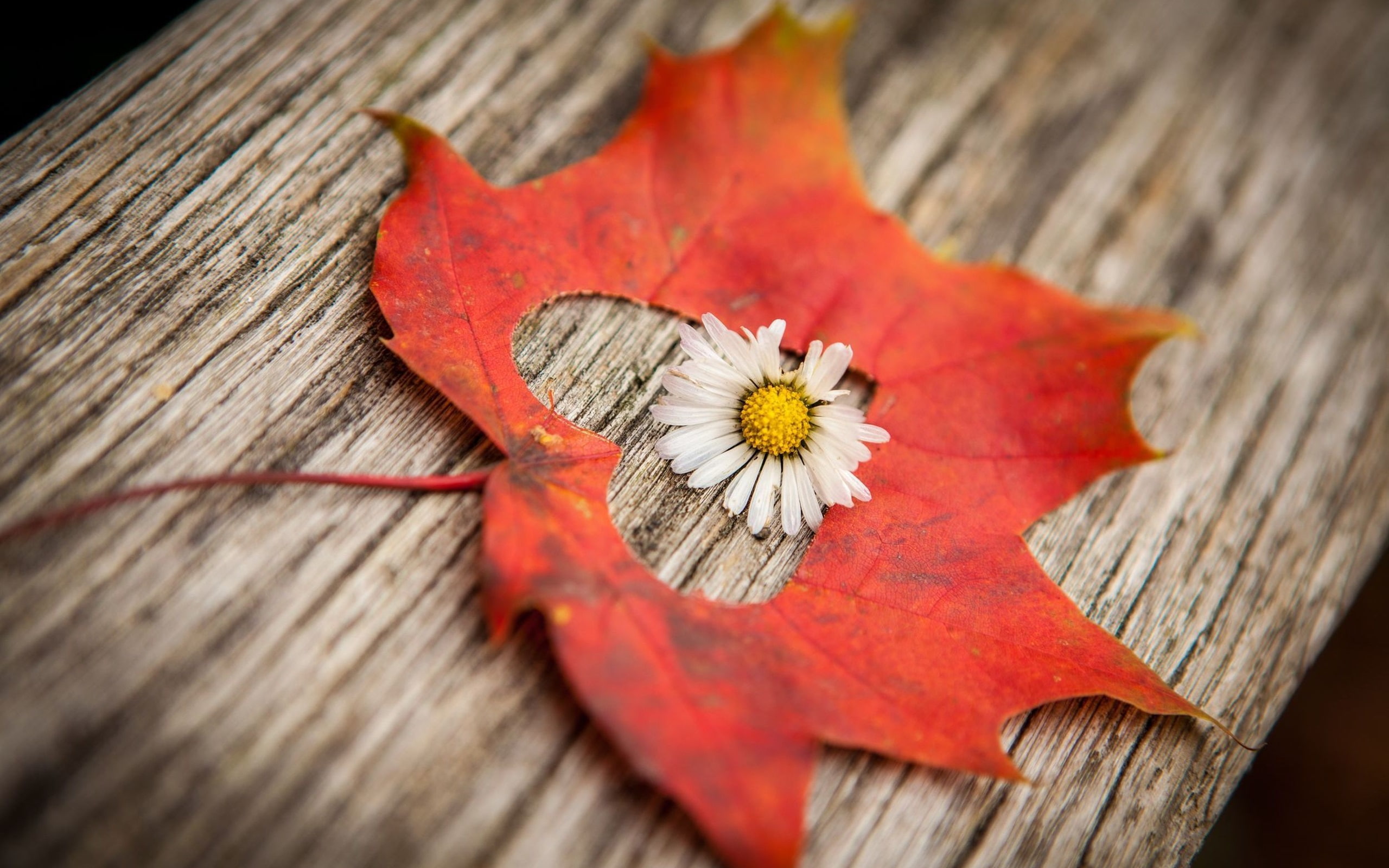 White, Shape, Leaf, Flower, Maple, Heart, 2K, Red, HD Wallpaper