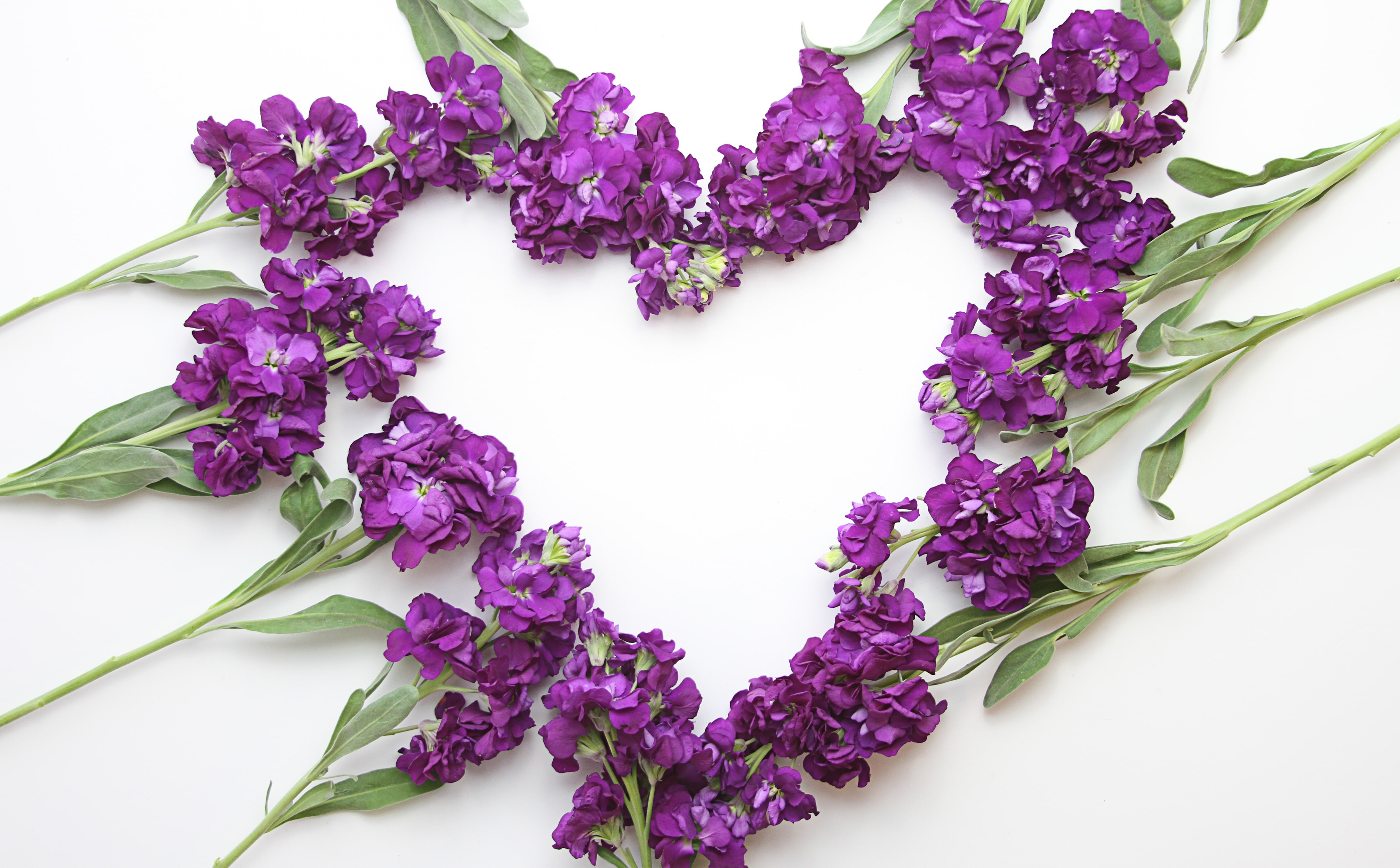 Arrangement, plant part, green color, wellbeing, Purple, studio shot, 5K, Romantic, cut out, Flowers, Valentine, leaf, still life, floral, indoors, Heart, HD Wallpaper