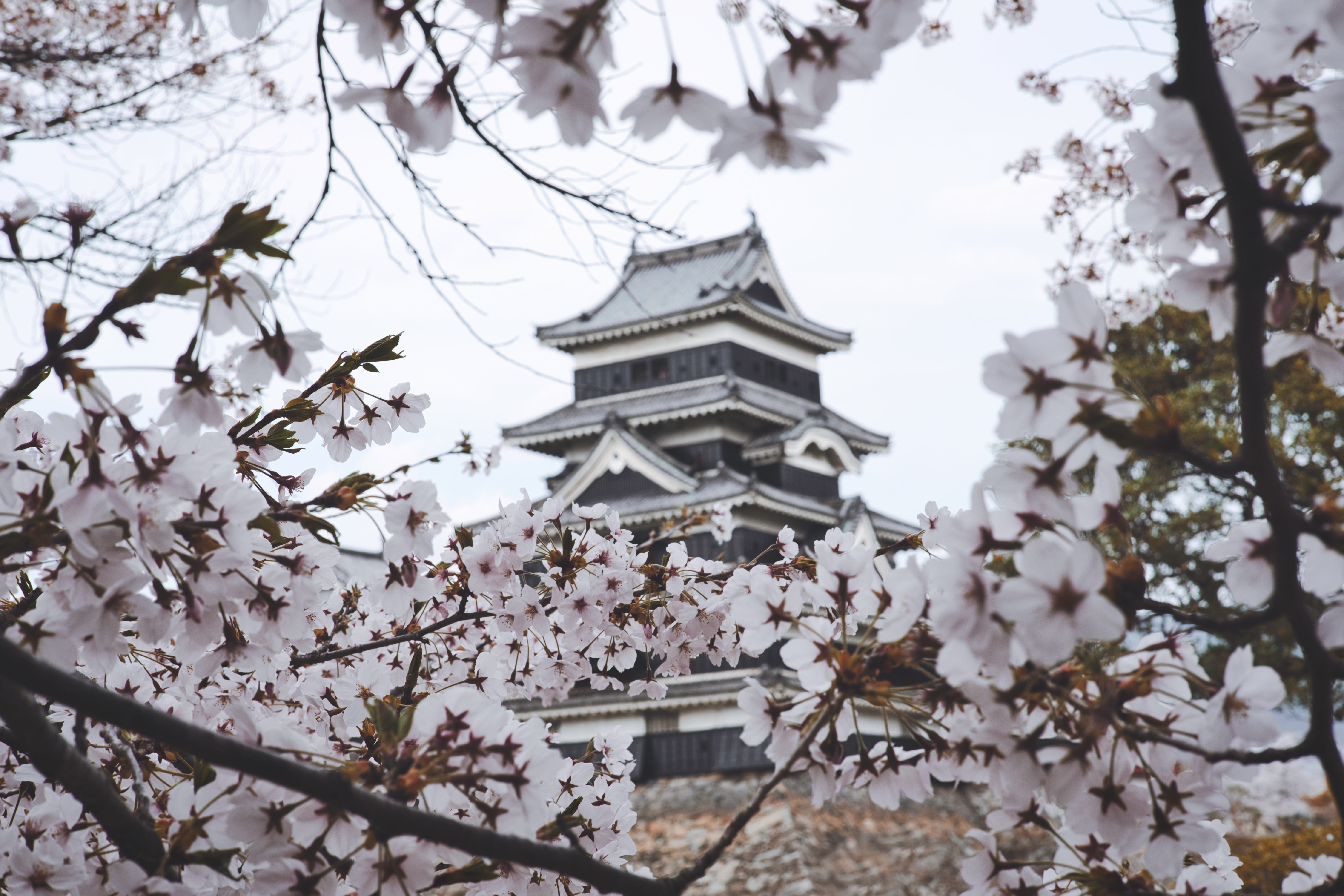 blossom, no people, day, 5K, flowers, cherry blossom, freshness, architecture, flower, castle, flora, season, branch, matsumoto, belief, flowering plant, HD Wallpaper