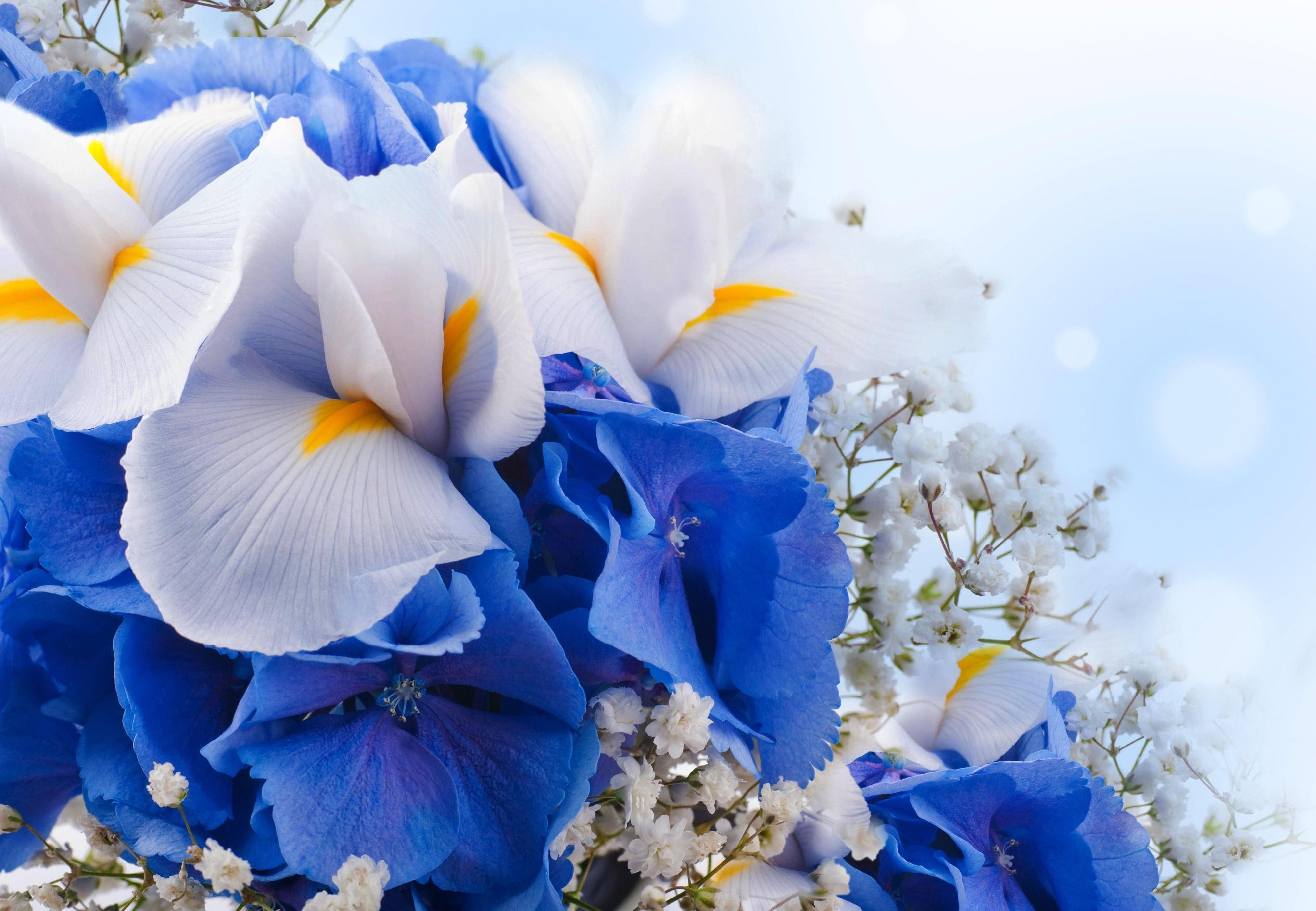 Iris Flowers, 4K, Flowers bouquet, Blue Hydrangeas, 4K, White, Blue, HD Wallpaper