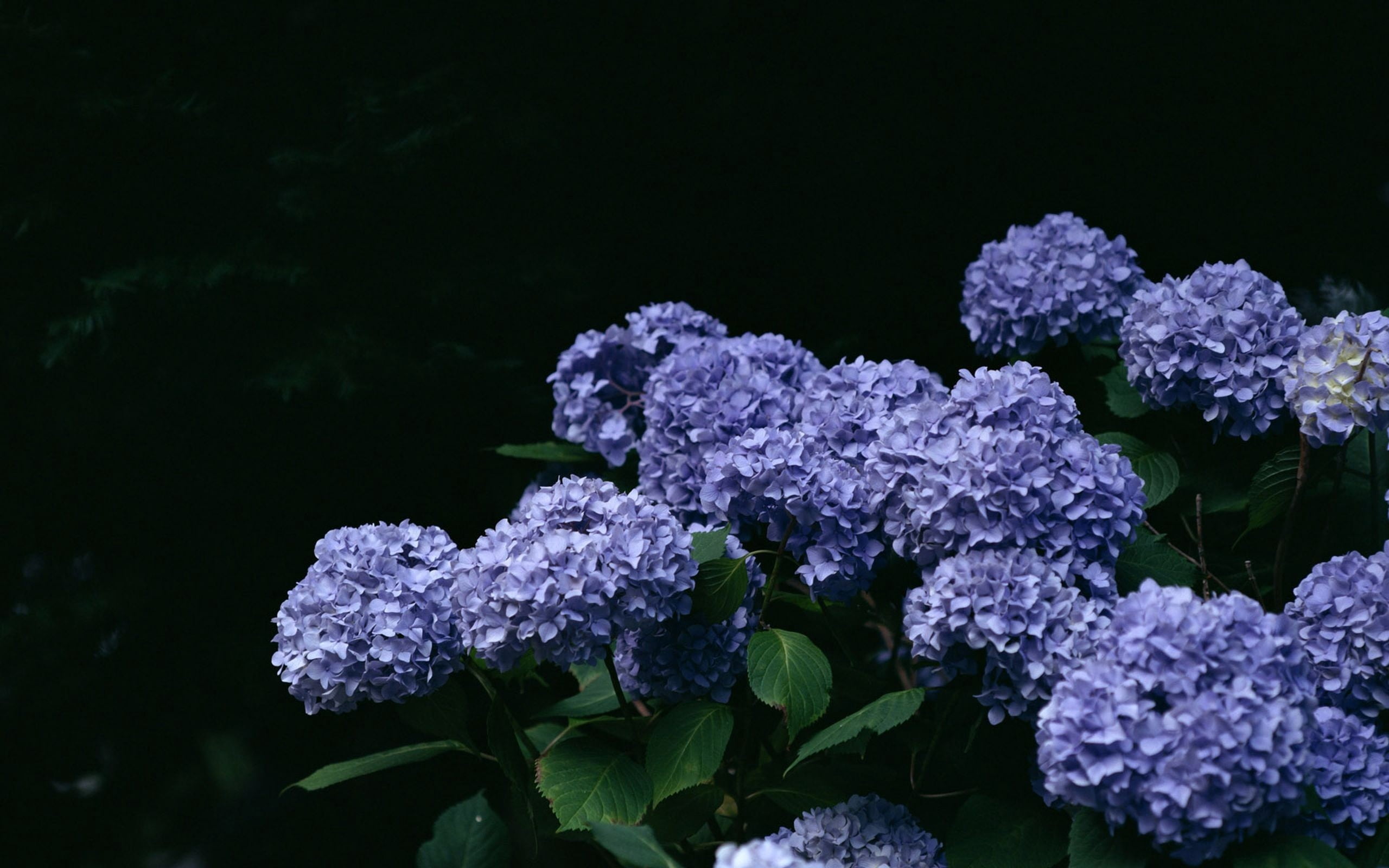 softness, summer, 2K, flowering plant, green Color, backgrounds, hydrangeas, plant, vulnerability, nature, pink Color, flower Head, inflorescence, branch, HD Wallpaper
