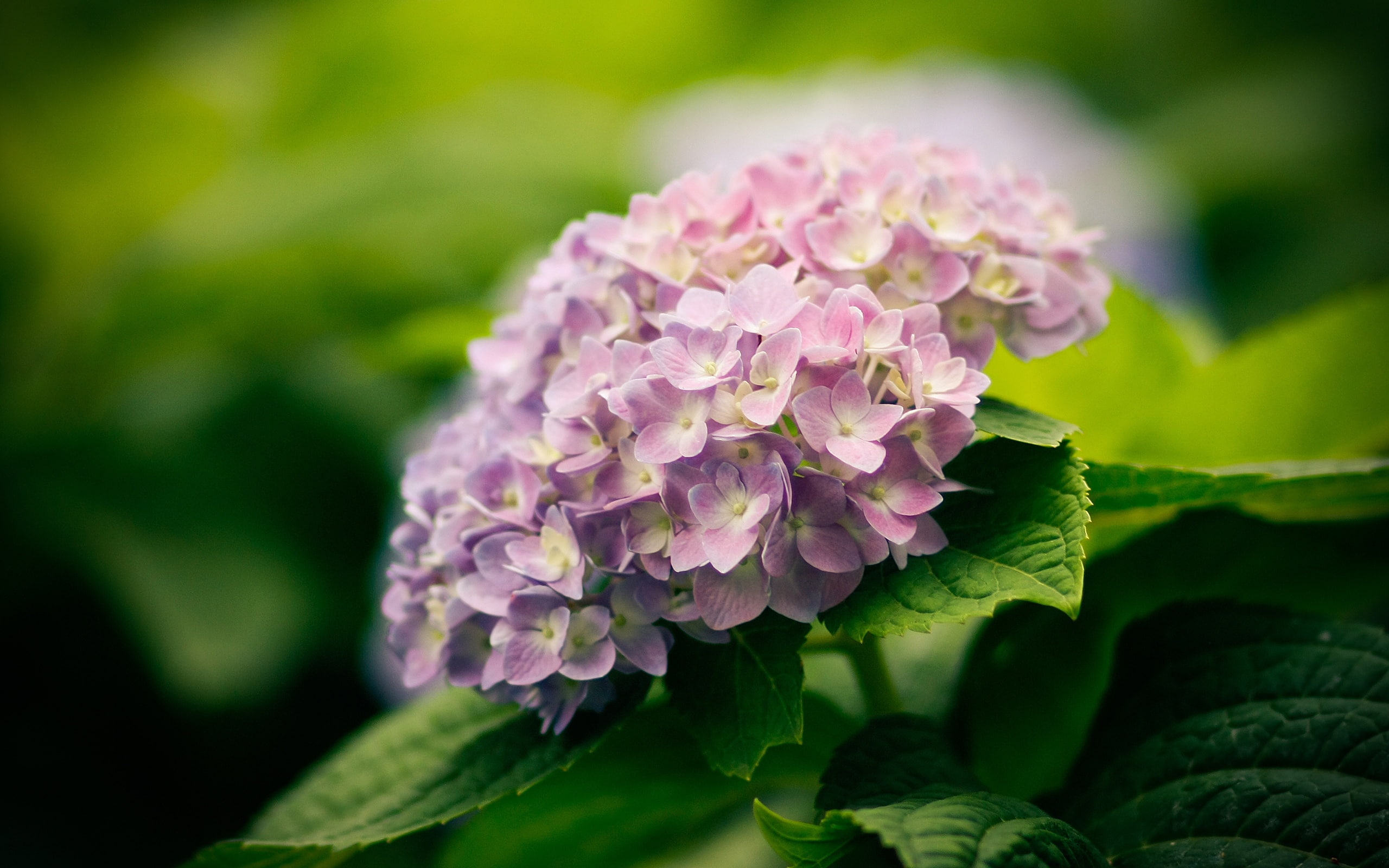 Blossom, Flowers, Plants, Green, Leaf, 2K, Nature, Hydrangea, HD Wallpaper