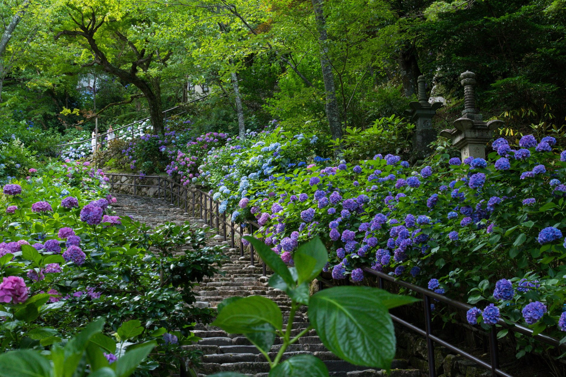 Japan, Purple Flower, 1080P, Flower, Hydrangea, Spring, Stairs, Flowers, Park, Blue Flower, Earth, HD Wallpaper