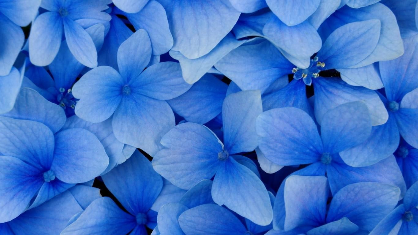 fragility, vulnerability, full frame, outdoors, 720P, purple, flowers, blue, blue flowers, flowering plant, lilac, flower, beauty in nature, backgrounds, HD Wallpaper