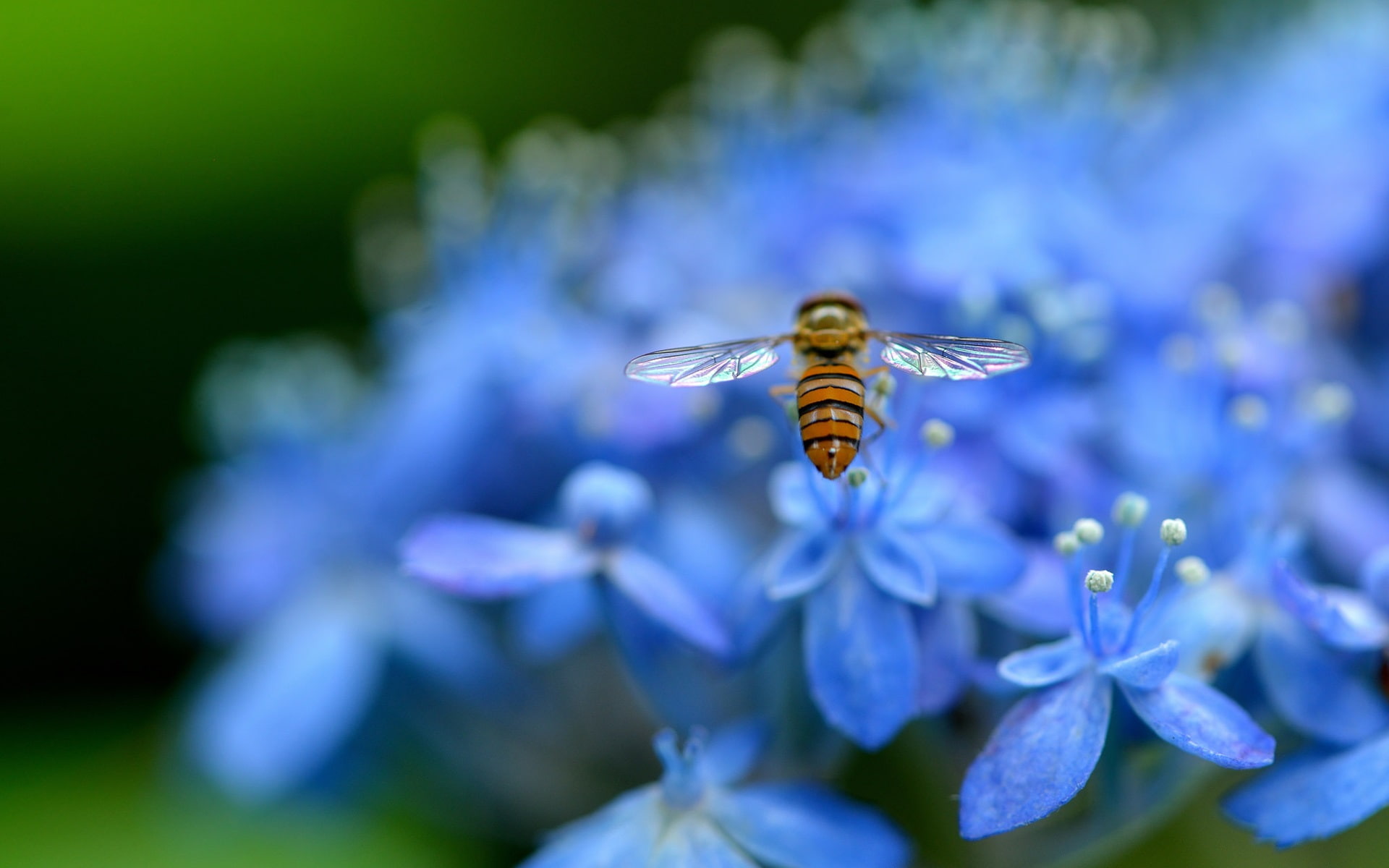 Bee, Insect, 1080P, Blue, Flowers, Hydrangea, Petals, HD Wallpaper
