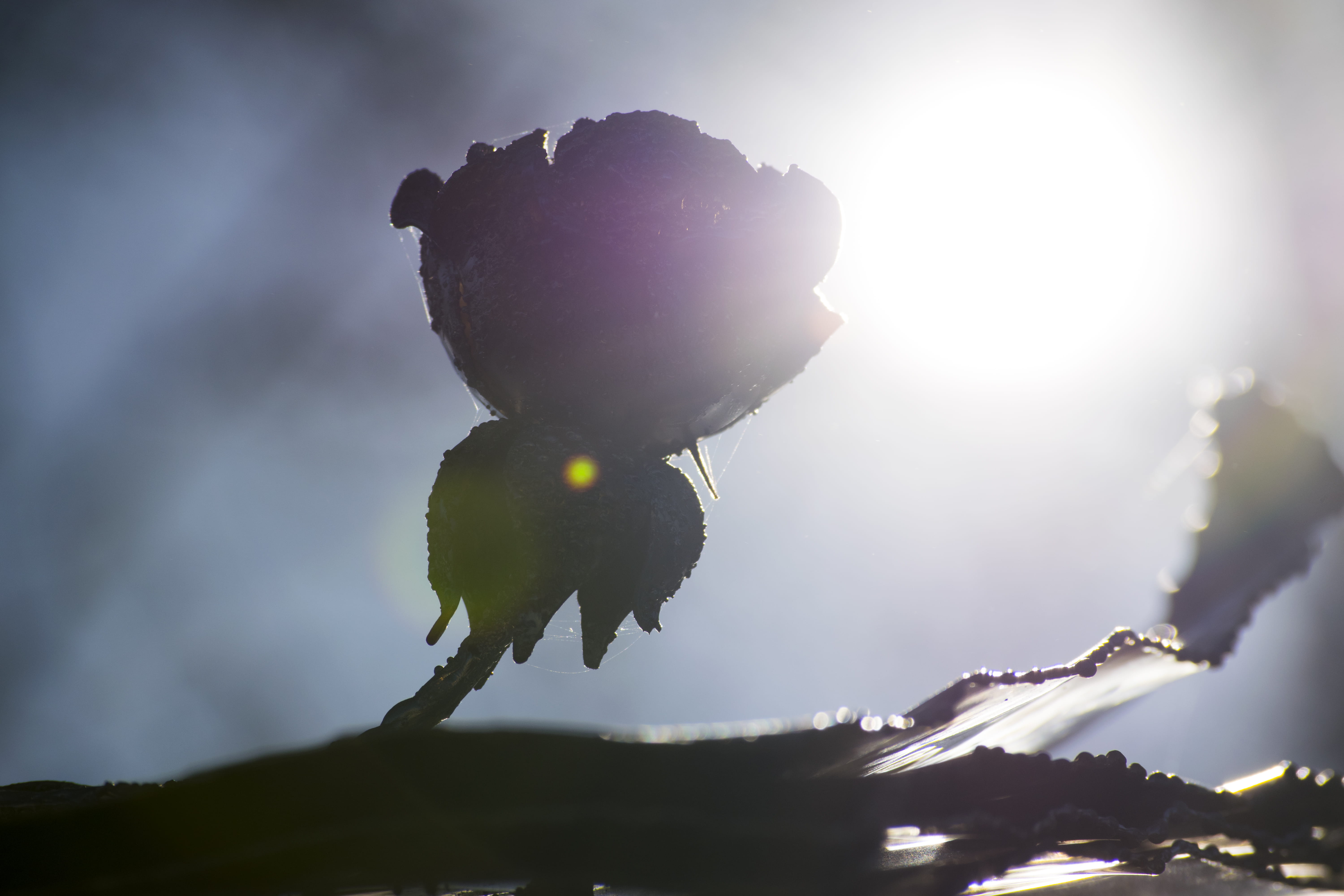back lit, sun, world of warcraft, flare, fruit, legend of zelda, sunrise, elia clerici, freshness, light, 5K, outdoors, giuliano negretto, steel, focus on foreground, HD Wallpaper