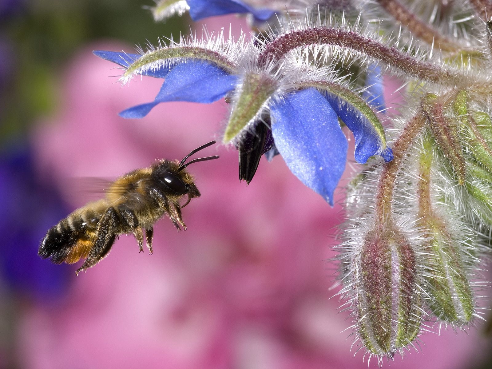 honey, bee, hovering, 720P, HD Wallpaper