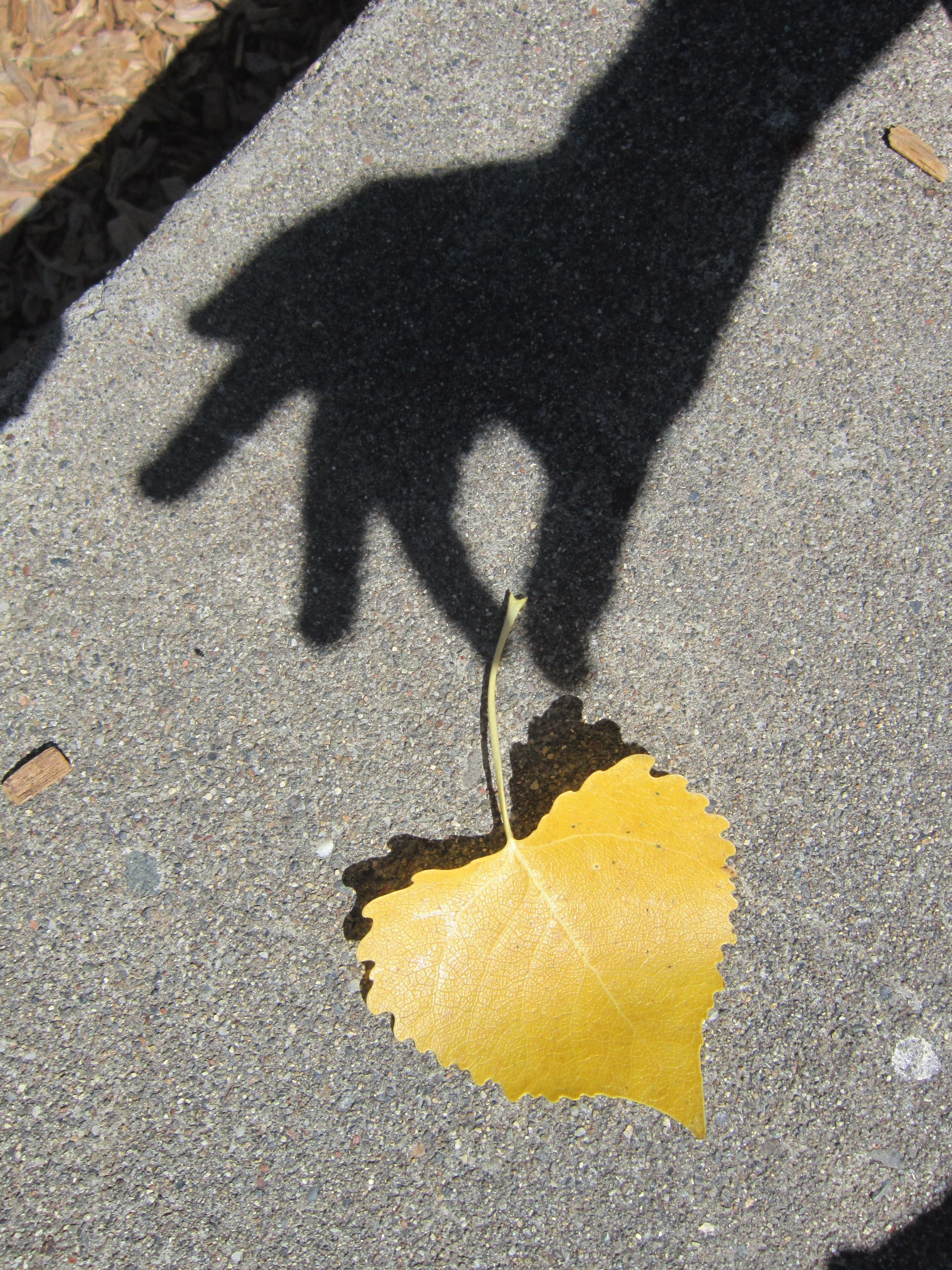 touching, leaf, trying, hope, city, street, nature, floor, persons, sunlight, sunny, real people, gentle, pick, photography, heart, pick up, focus on shadow, Phone HD Wallpaper