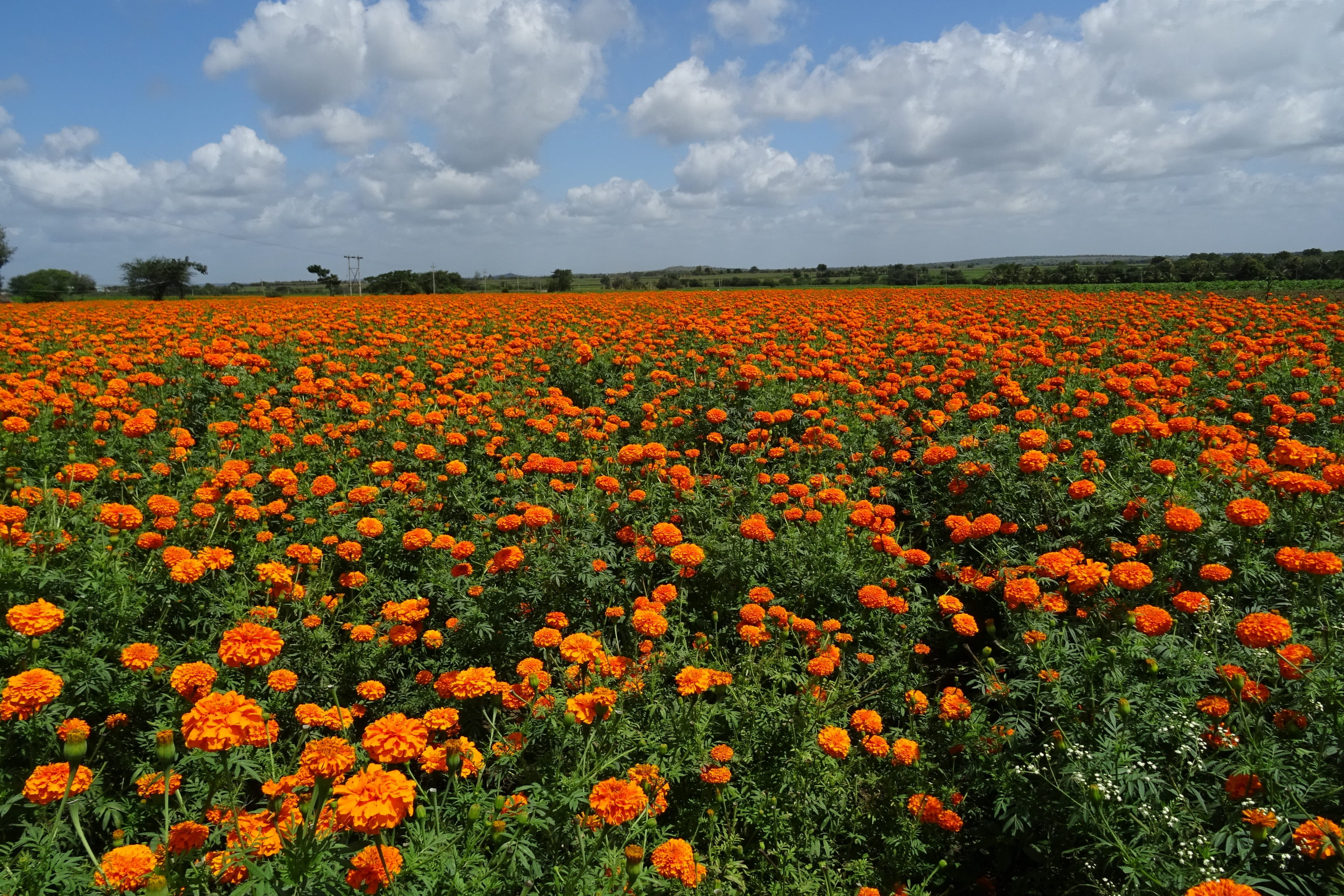 mexican marigold, tranquil scene, tagetes erecta, haveri, botanical, sky, blossom, beauty in nature, growth, bloom, outdoors, field, plant, india, orange, HD Wallpaper