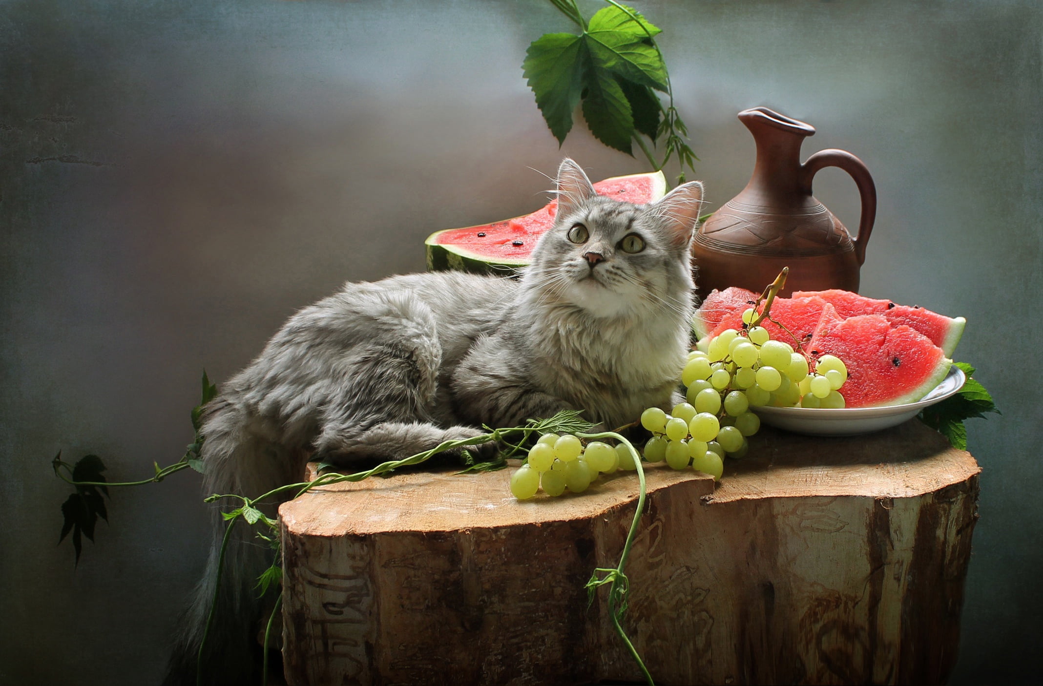 stump, watermelon, fruit, cat, animal, pitcher, grapes, still life, 1080P, Kovaleva Svetlana, berries, HD Wallpaper