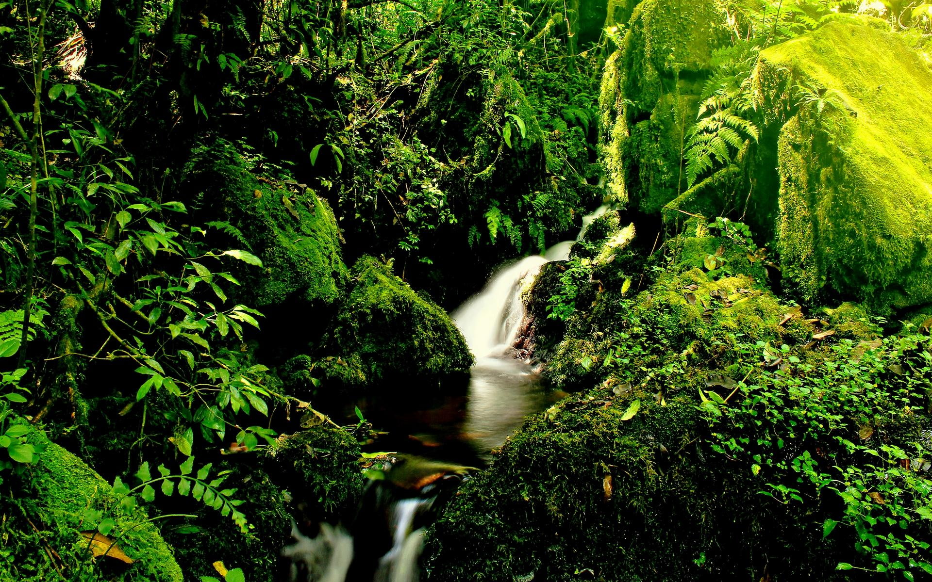 nature and landscapes, 1080P, paradise, kilimanjaro, forest, falls, streams, HD Wallpaper