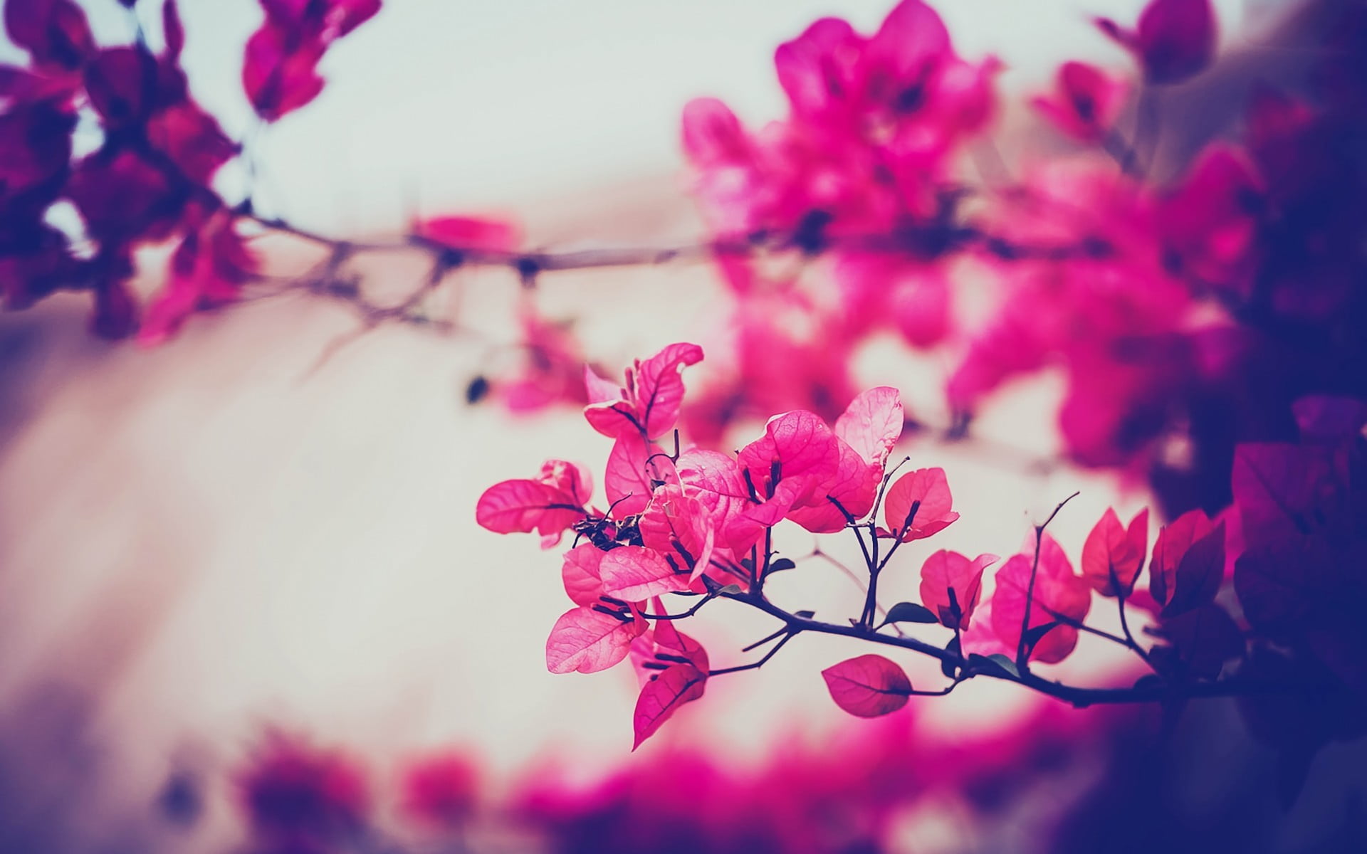 1080P, tree, close-up, growth, beauty in nature, petal, vulnerability, plants, macro, nature, spring, fragility, flowering plant, outdoors, day, pink, HD Wallpaper