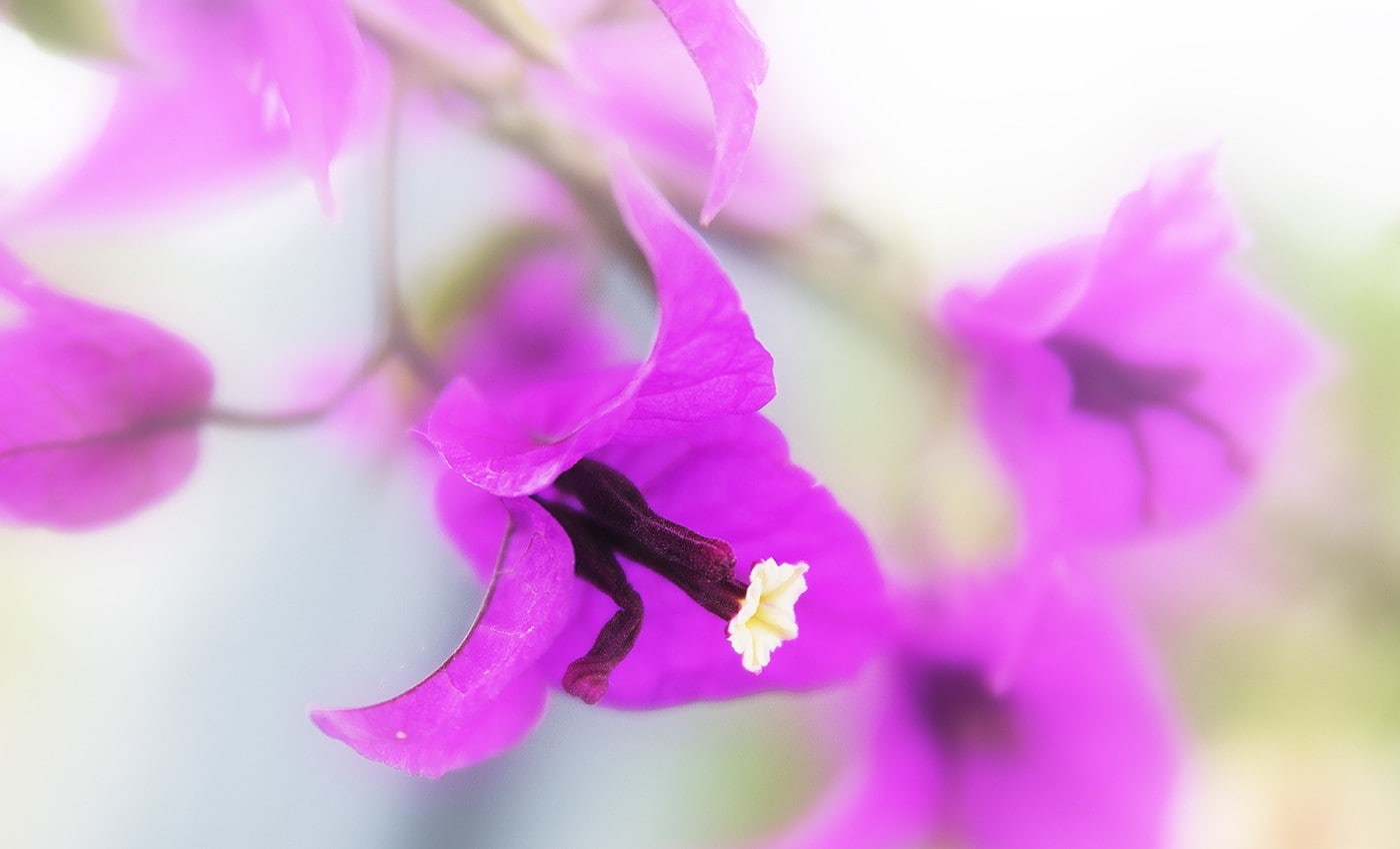 flowers, bougainvillea, purple flowers, 720P, HD Wallpaper