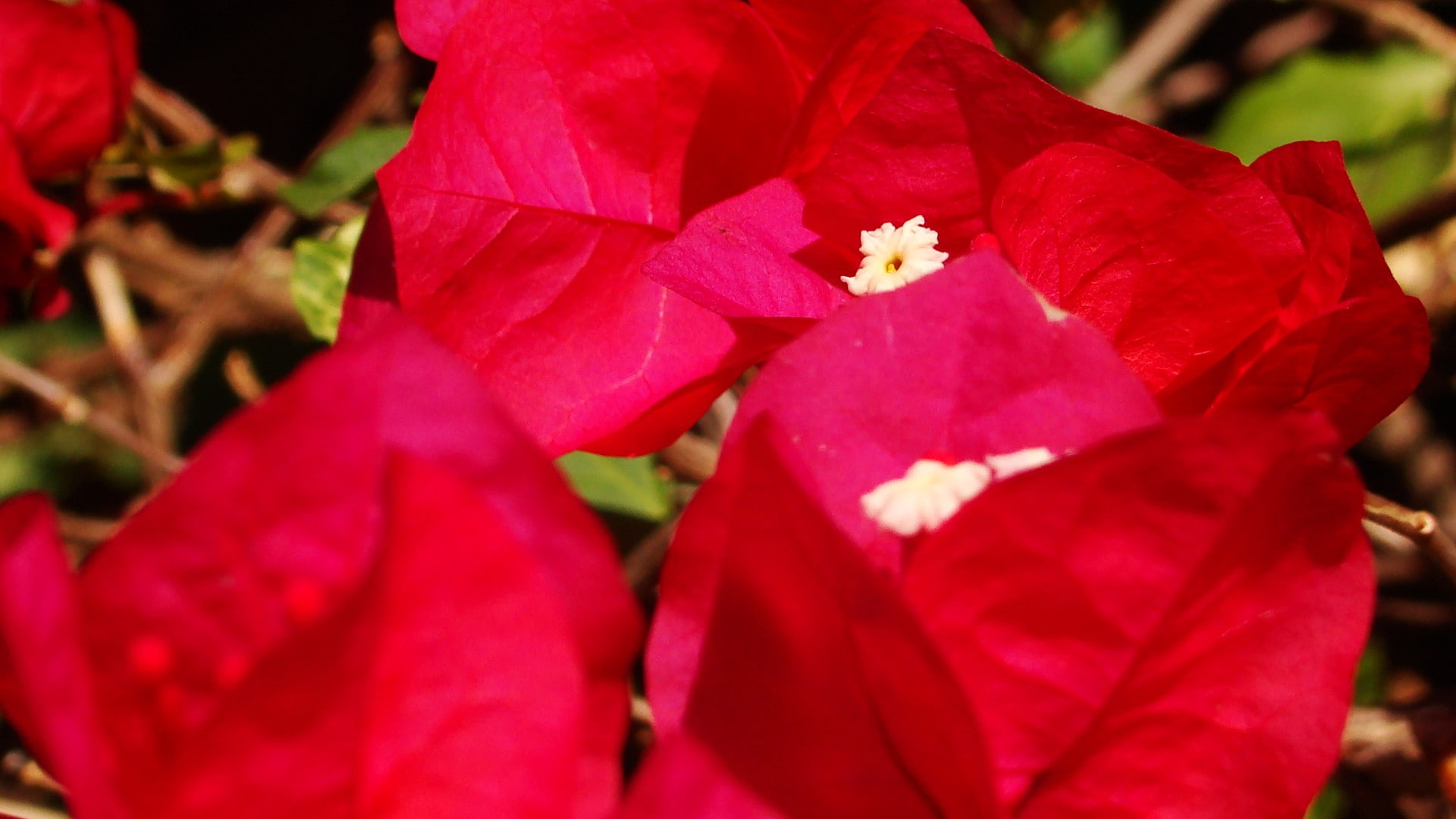leaf, flower, plants, fragility, flowers, outdoors, focus on foreground, colorful, day, plant, bougainvillea, flowering plant, freshness, nature, close-up, HD Wallpaper