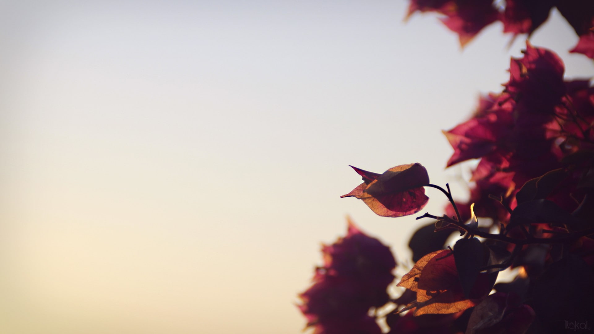 flowers, depth of field, nature, photography, bougainvillea, 1080P, HD Wallpaper