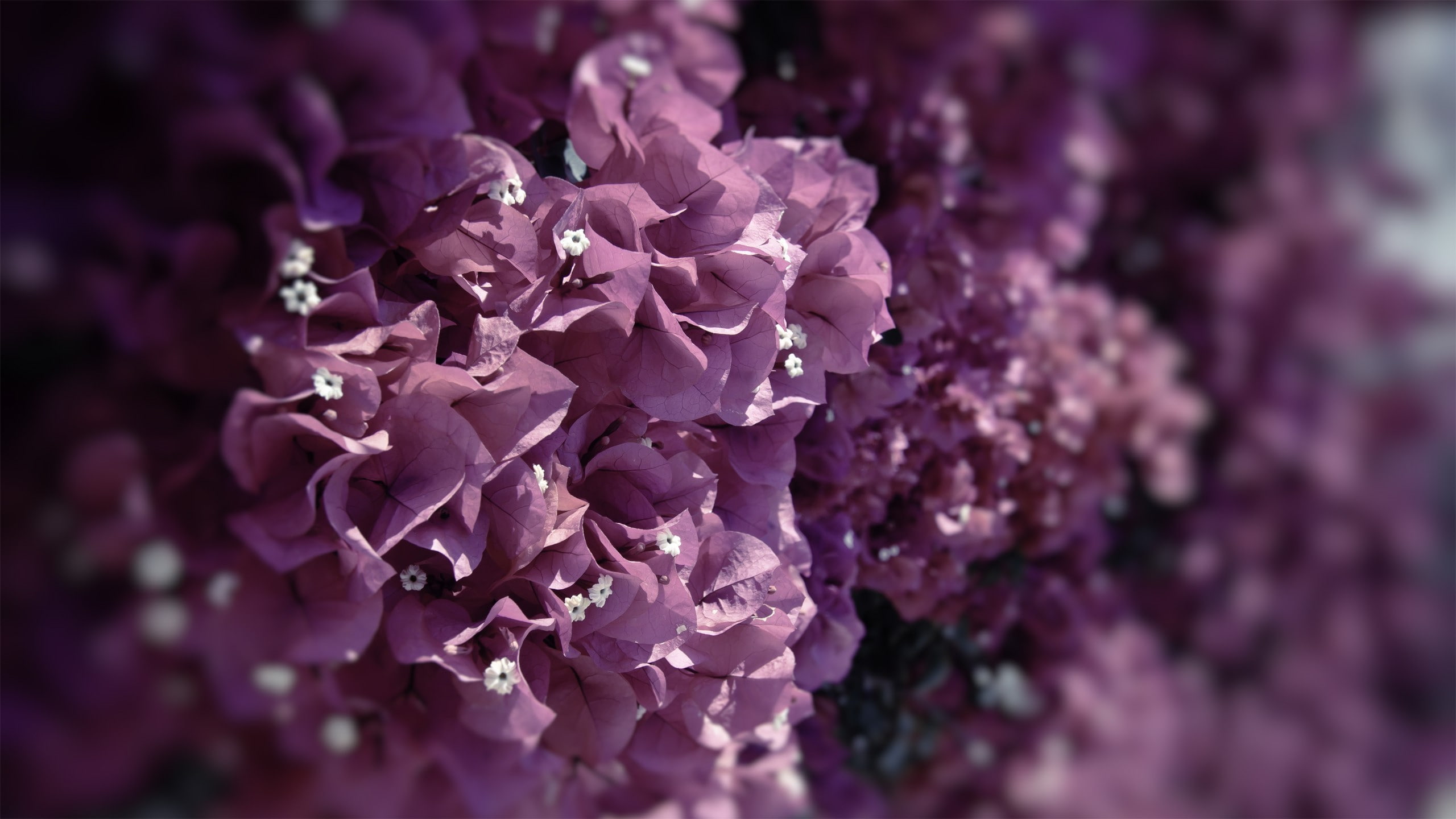 nature, plants, leaves, closeup, flowers, 2K, pink flowers, bougainvillea, HD Wallpaper