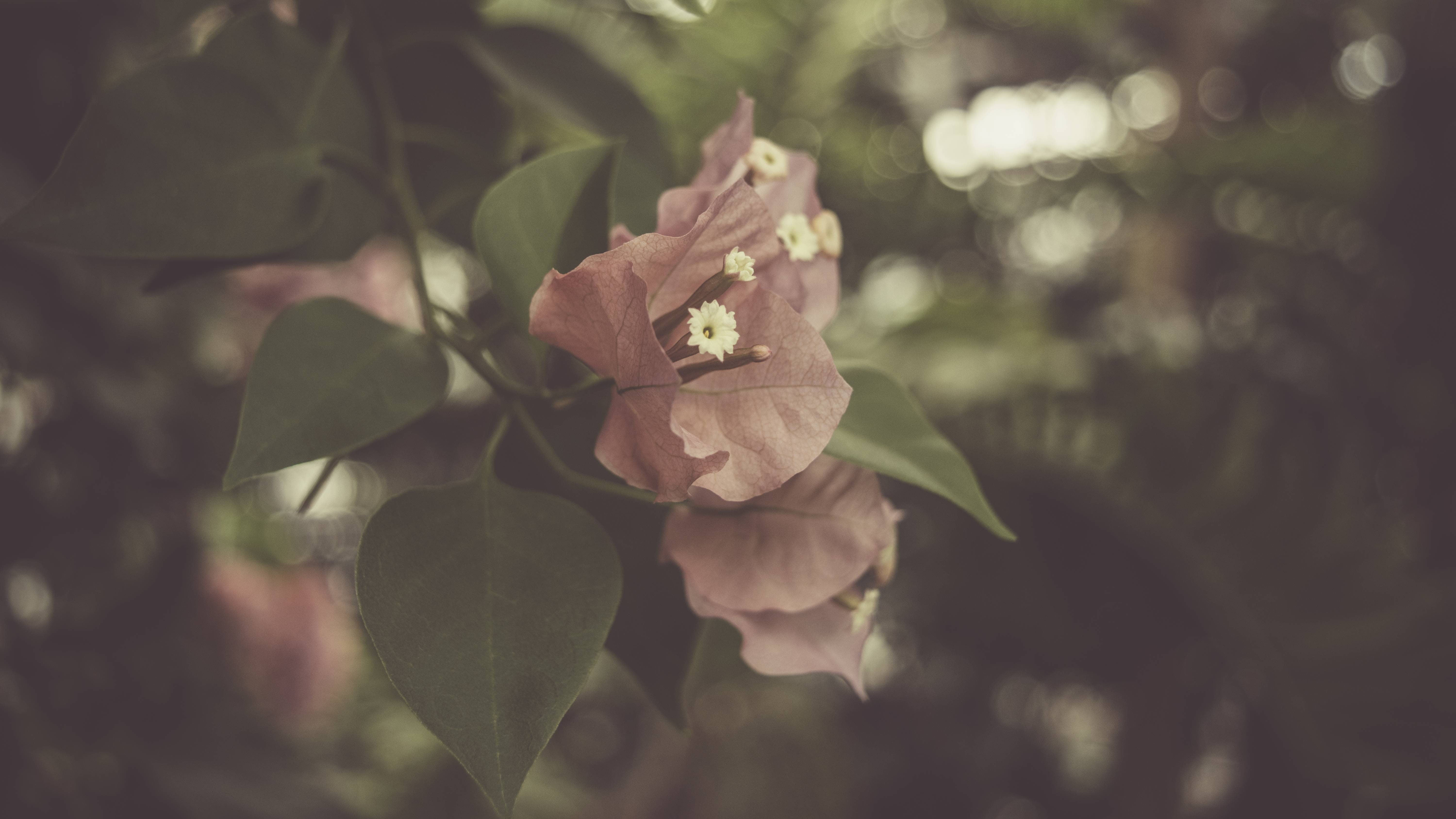 5K, flowering plant, no people, beauty in nature, close-up, leaves, mauve, flower, outdoors, leaf, flowers, inflorescence, flower head, selective focus, HD Wallpaper