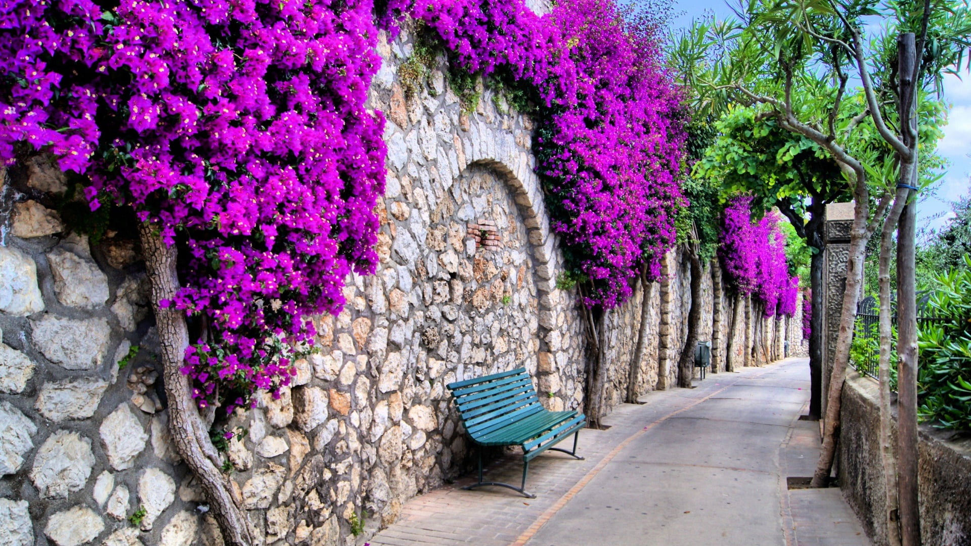 flower, trunk, capri, outdoors, wall, flora, italy, pink color, stone wall, tree trunk, fragility, day, freshness, nature, pink, built structure, growth, HD Wallpaper