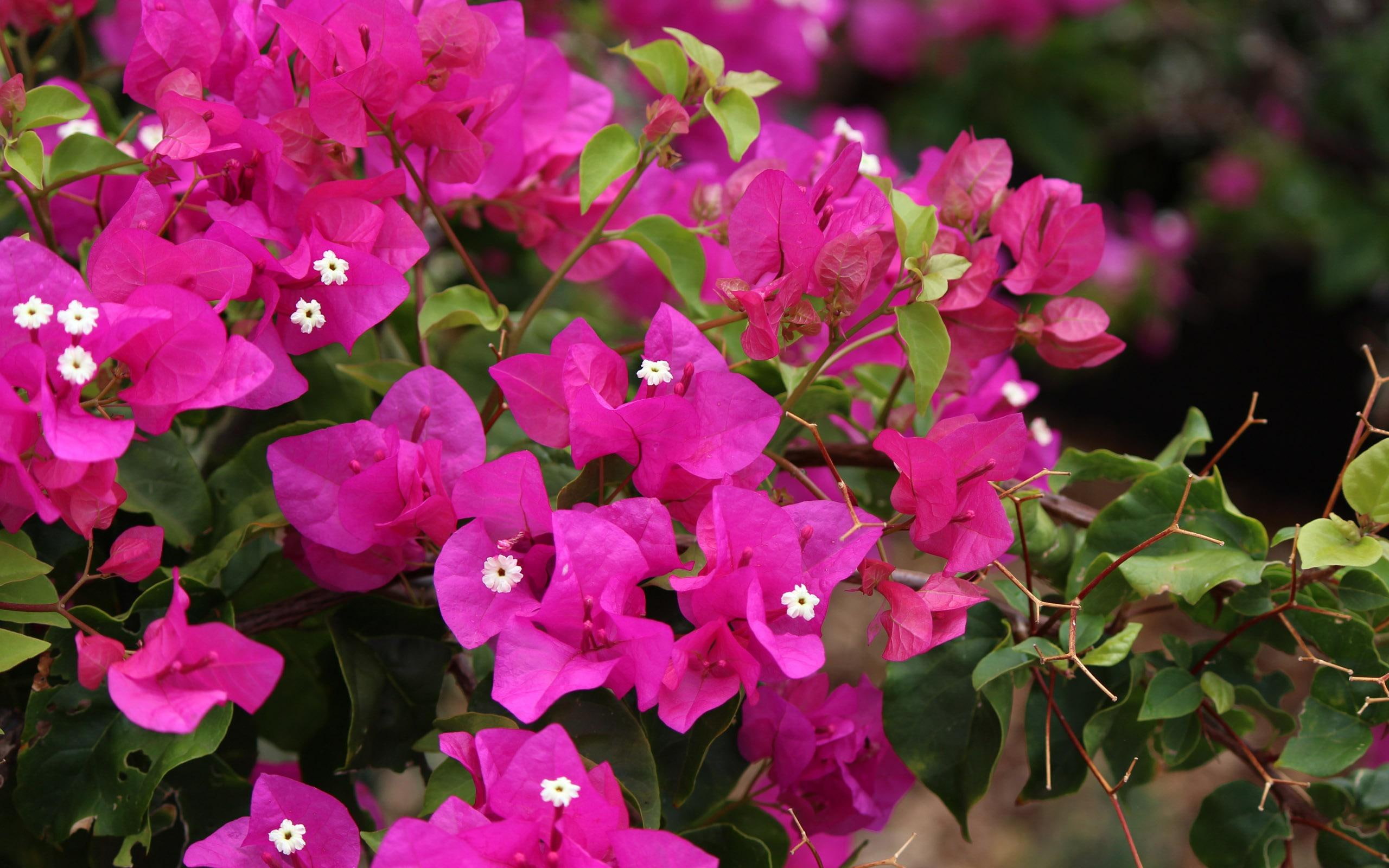 nature, bougainvillea, closeup, spring, nature and landscapes, flowers, pink, lovely, 2K, petals, flower, HD Wallpaper